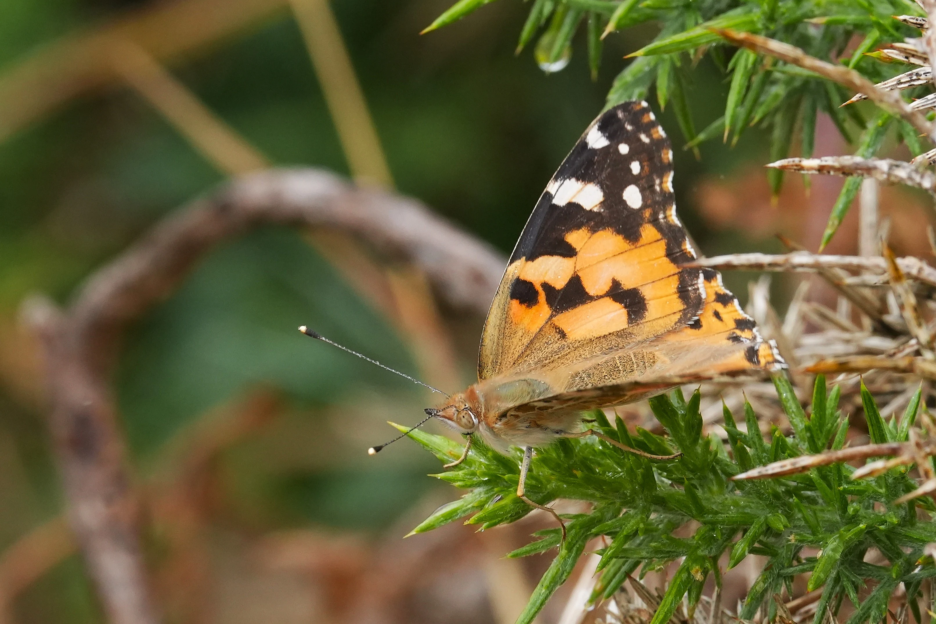 Painted Lady, Coast pathnear Porthgwarra, Cornwall, UK — photo by Jim Bennett