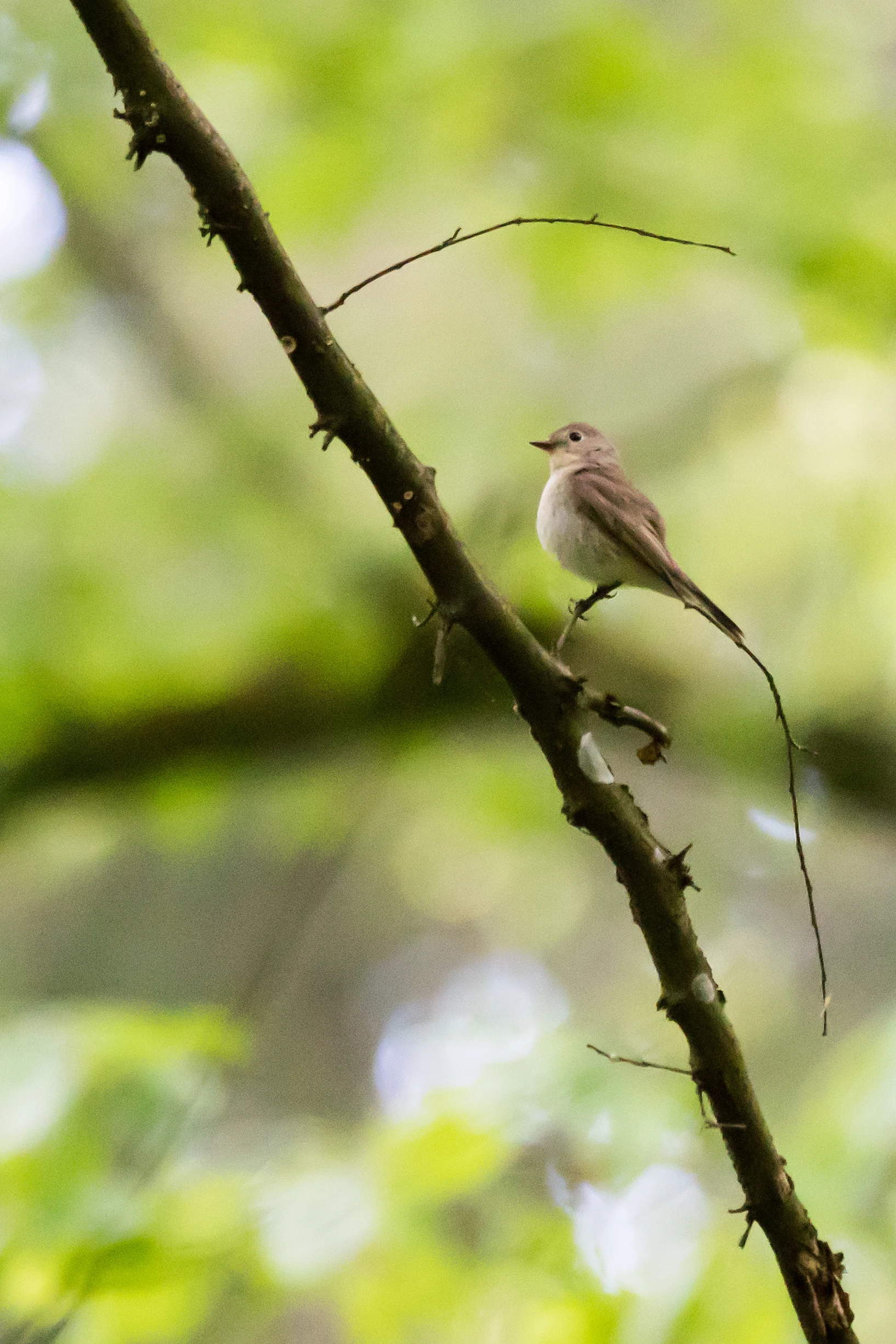 Red-breasted Flycatcher, Bialowieza, Poland — photo by Jim Bennett