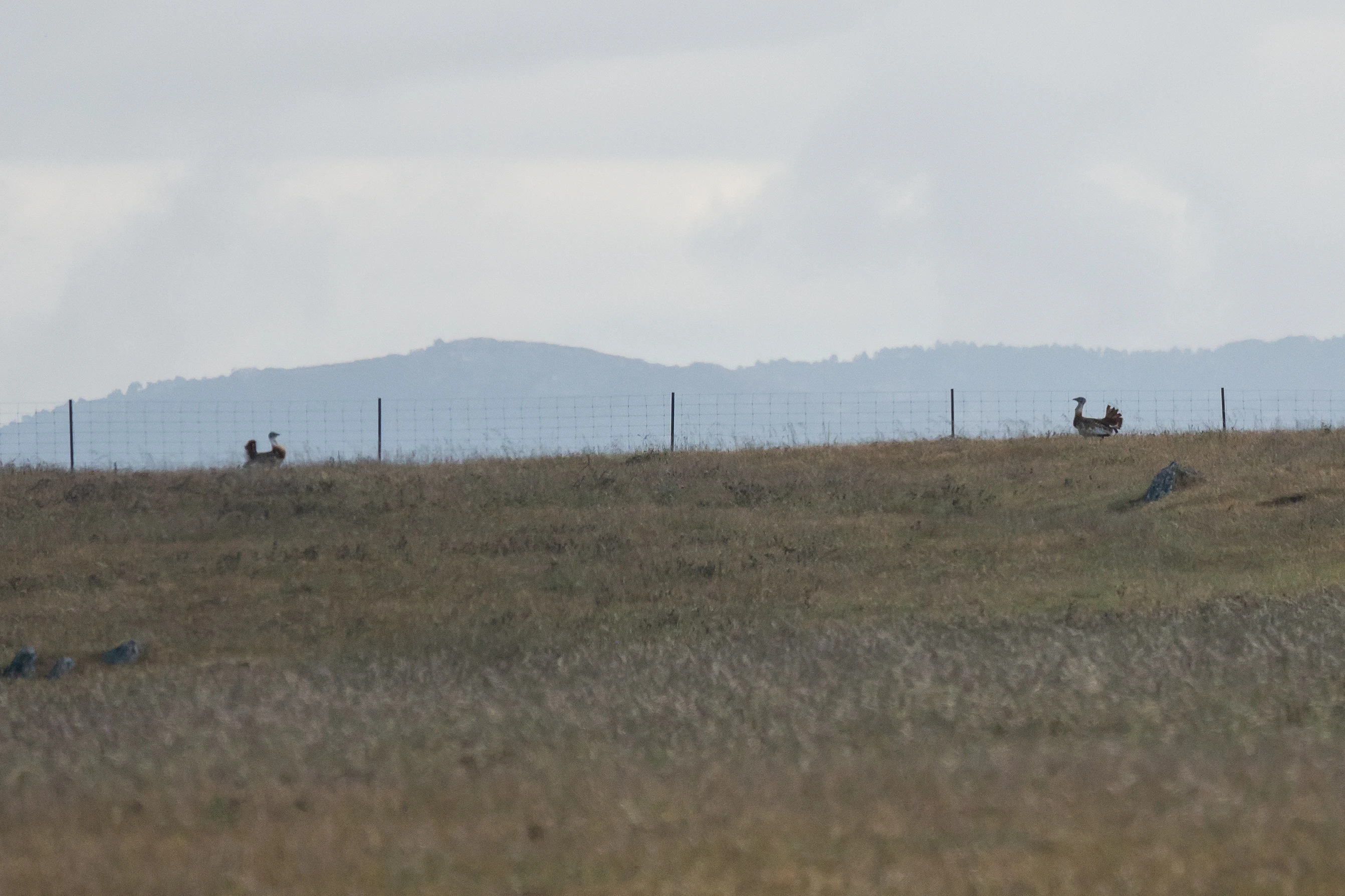 Great Bustards, Caceres Plain, Extremadura, Spain — photo by Jim Bennett