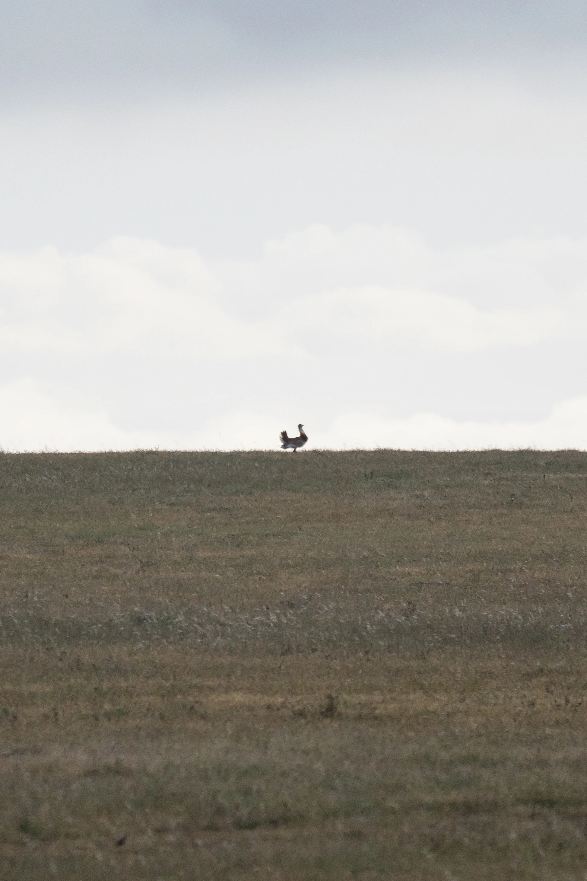Great Bustard, Caceres Plain, Extremadura, Spain — photo by Jim Bennett