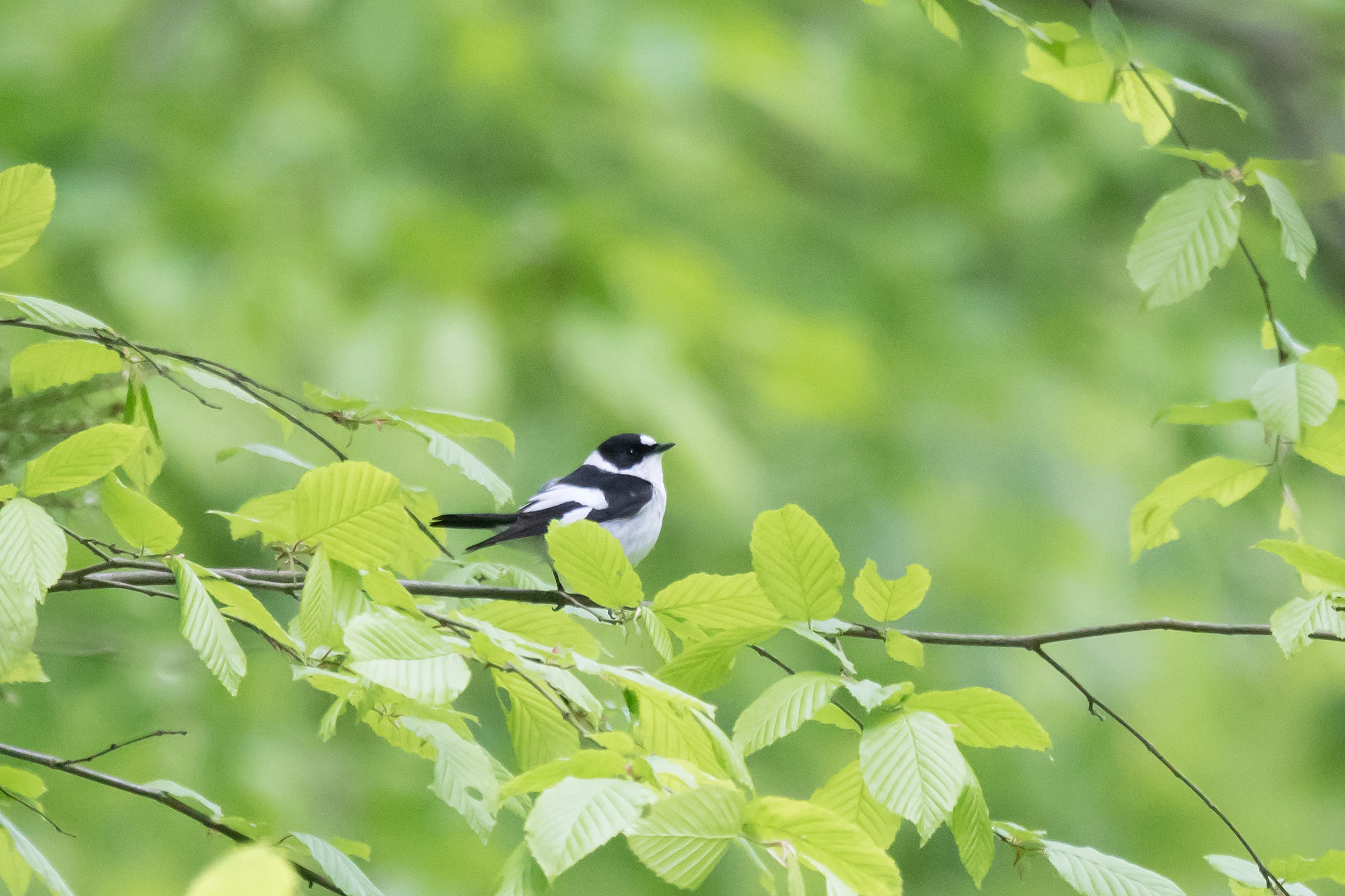 Collared Flycatcher, Bialowieza, Poland — photo by Jim Bennett