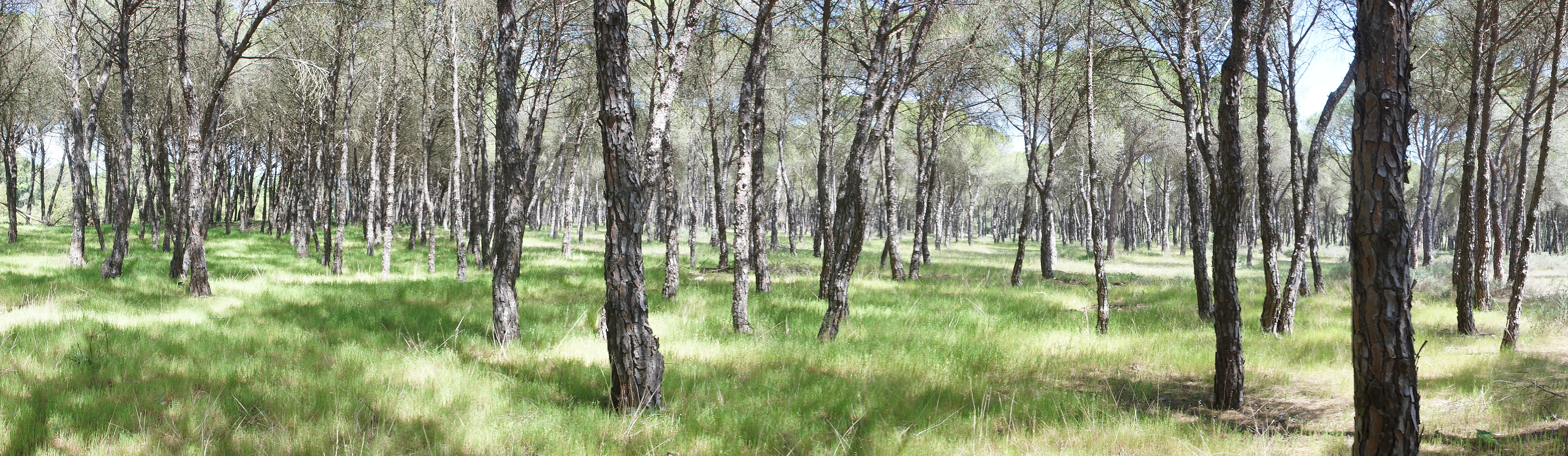 Pinewood, La Rocina, Coto Donana, Andalucia, Spain — photo by Jim Bennett