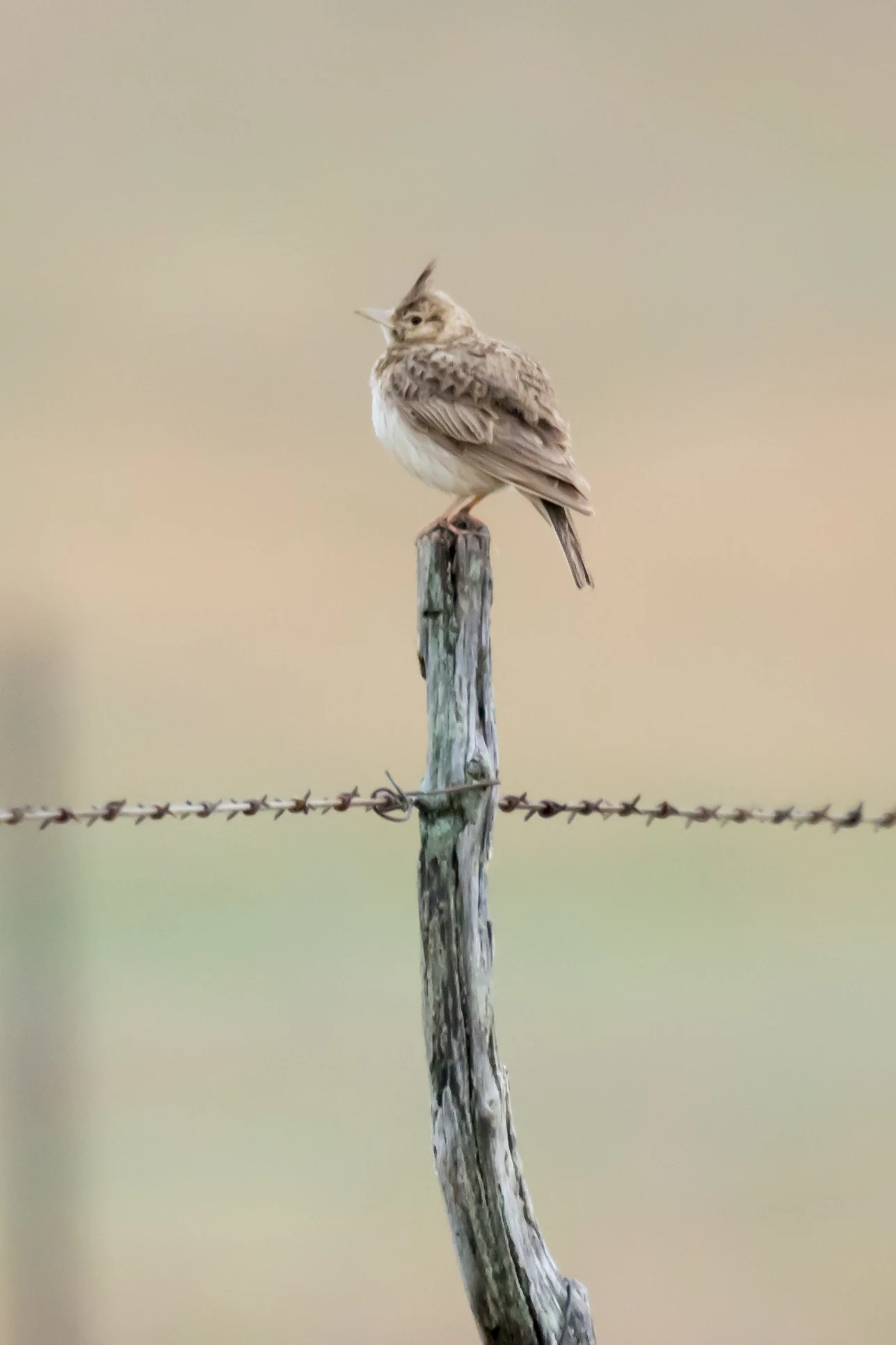 Crested Lark, Caceres Plain, Extremadura, Spain — photo by Jim Bennett