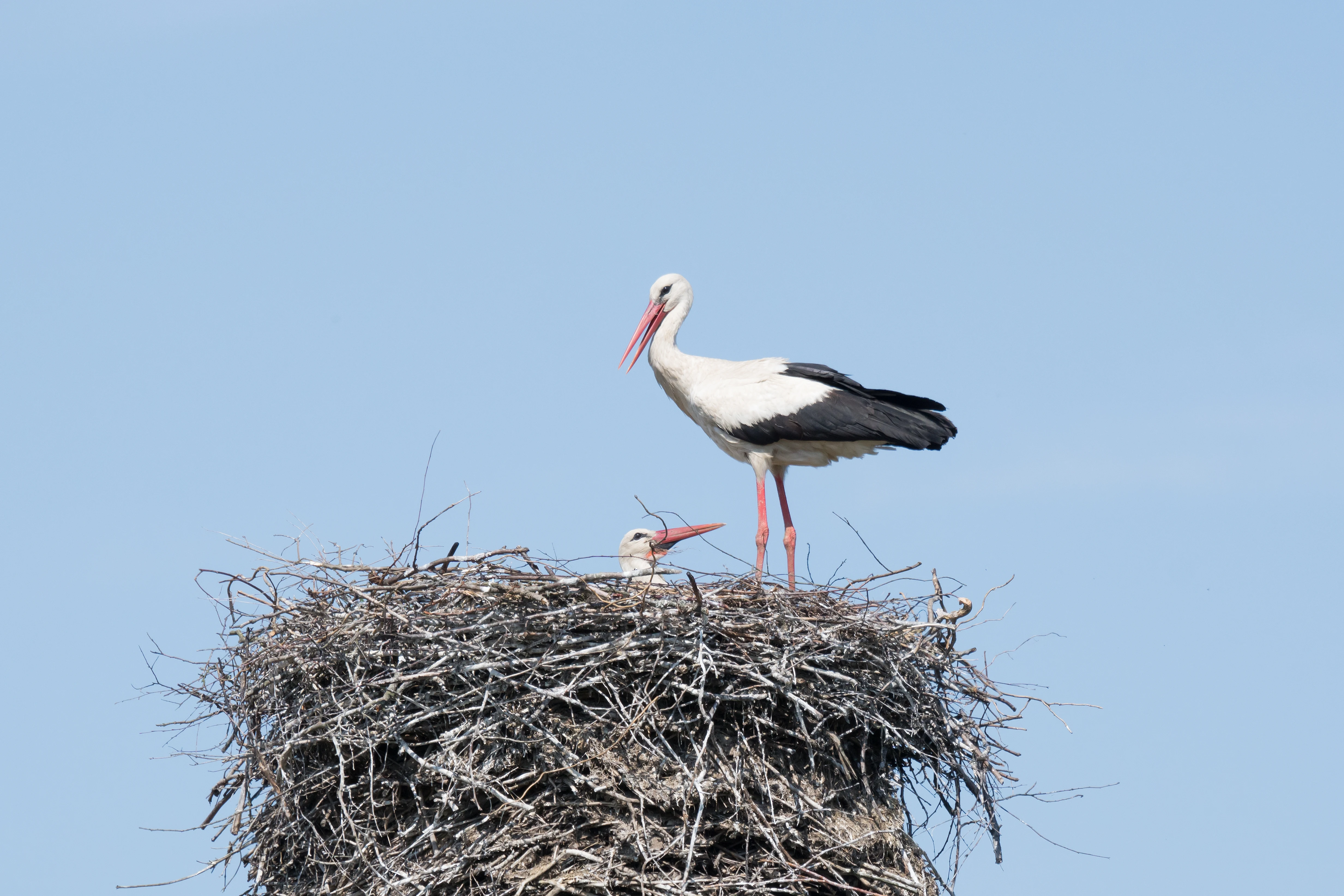 White Stork, Bialowieza, Poland — photo by Jim Bennett