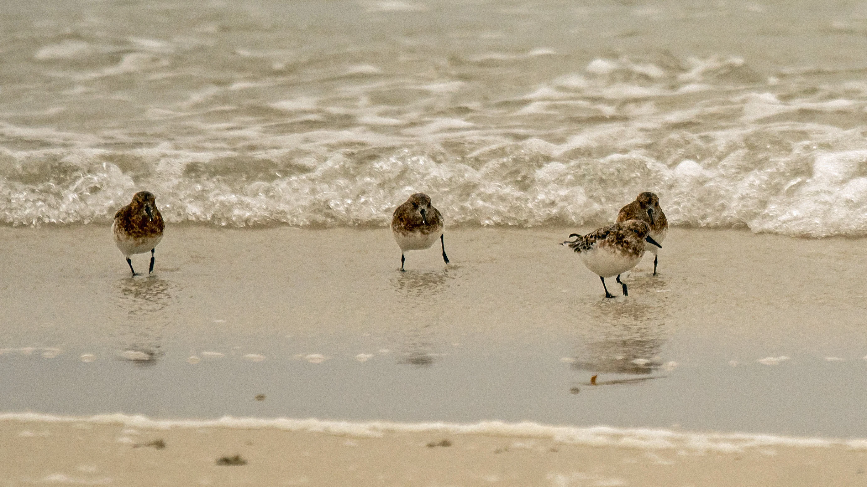 Sanderling, Westray, UK — photo by Jim Bennett