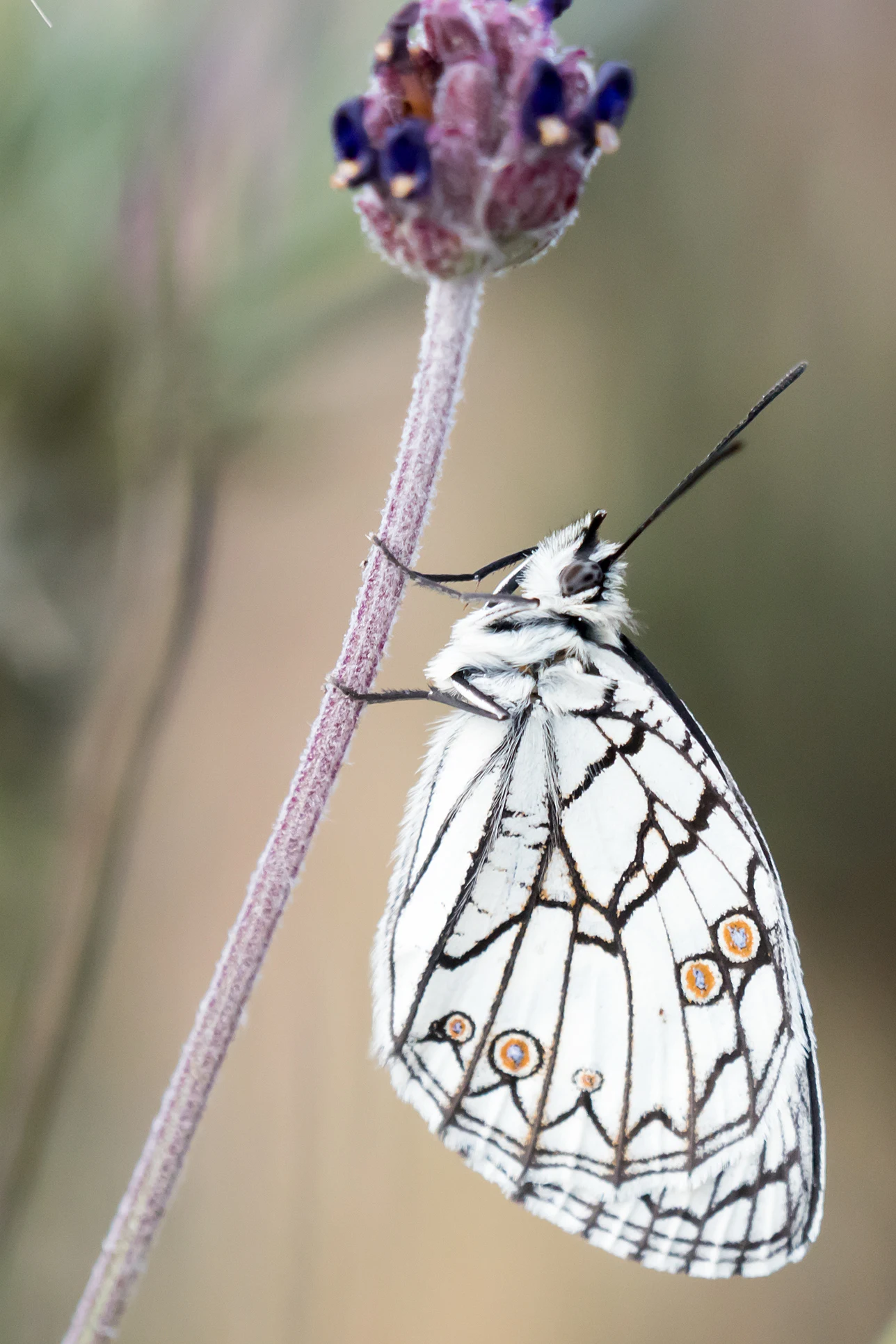 Spanish Marbled White, Caceres Plain, Extremadura, Spain — photo by Jim Bennett