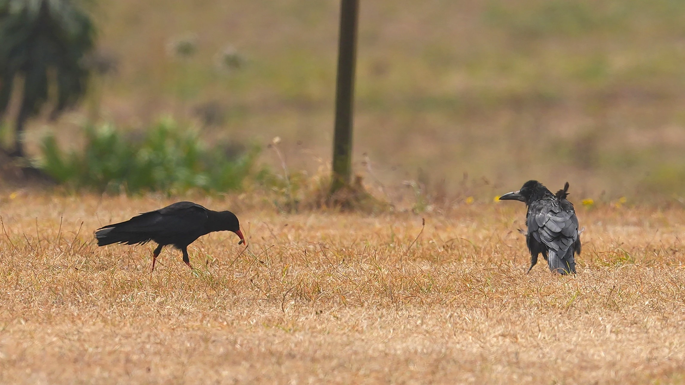 Chough & Rook, Porthcurno, Cornwall, UK — photo by Jim Bennett
