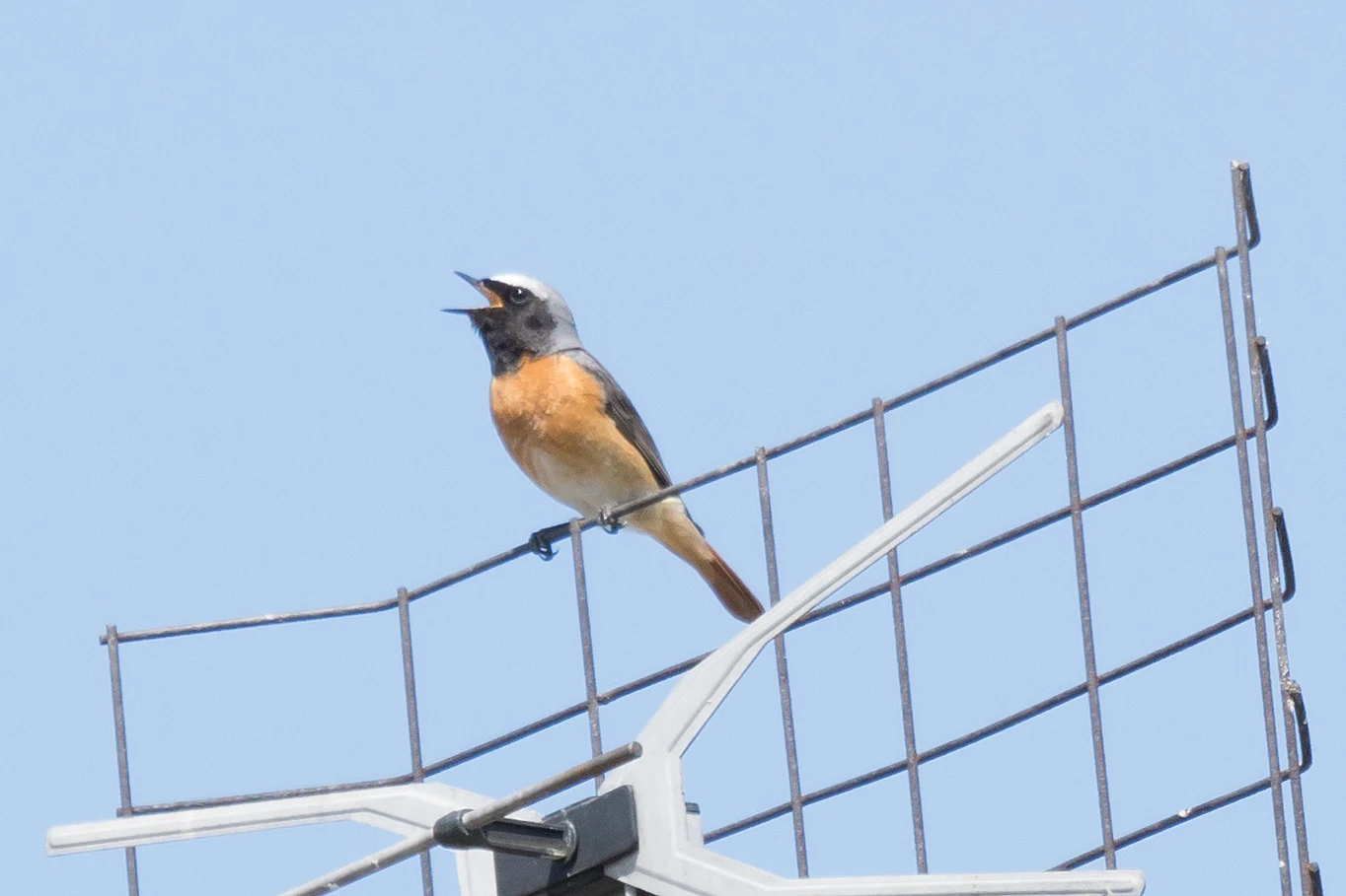 Common Redstart, Bialowieza, Poland — photo by Jim Bennett