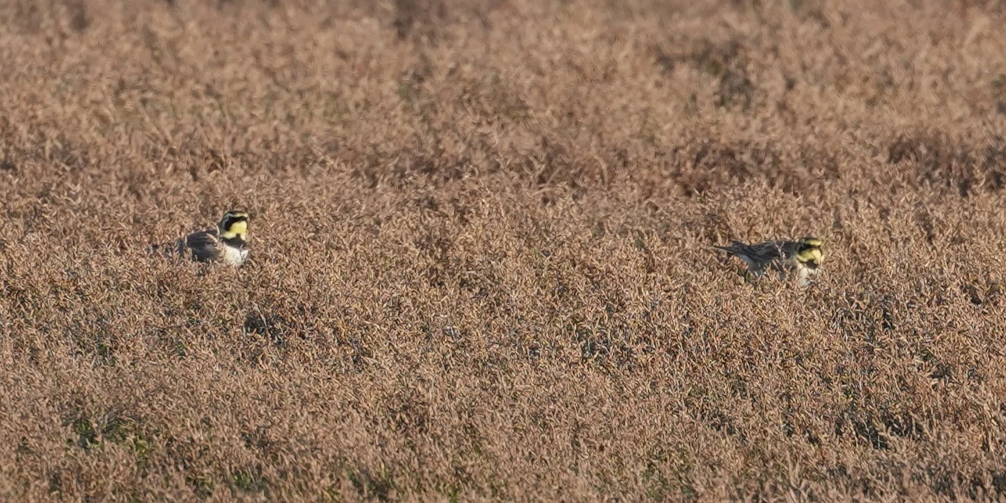 Shore Lark (Horned Lark), Weversinlaag, Schouwen-Duiveland, Netherlands — photo by Jim Bennett
