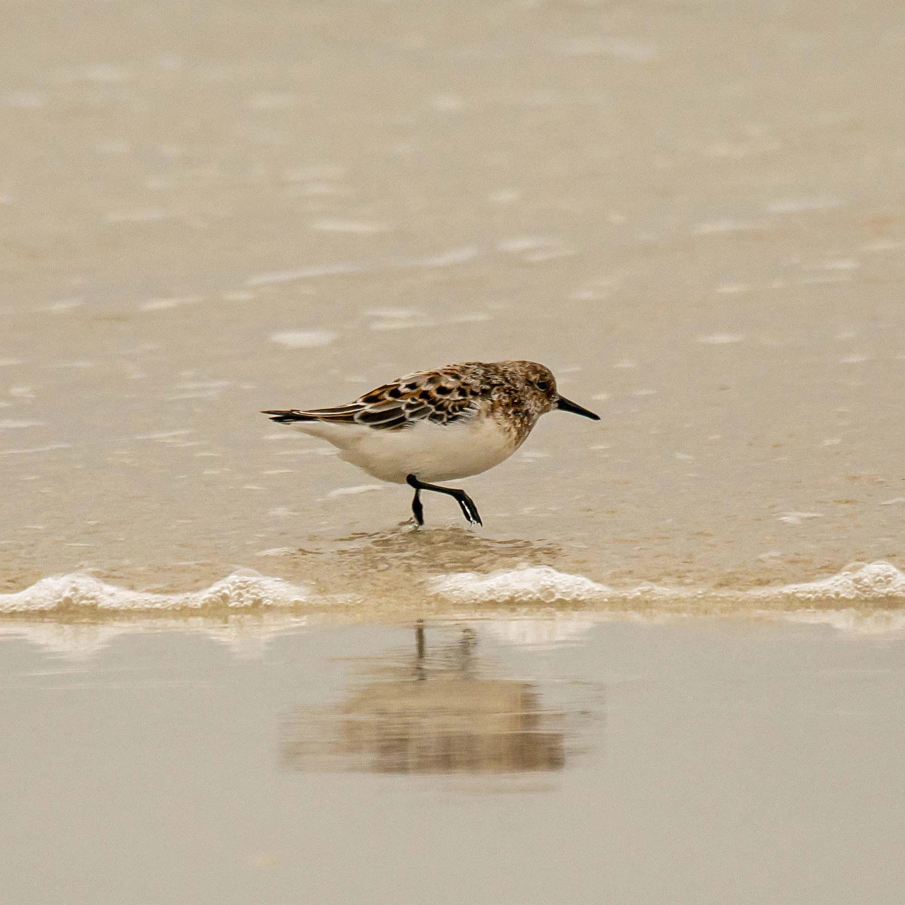 Sanderling, Westray, UK — photo by Jim Bennett