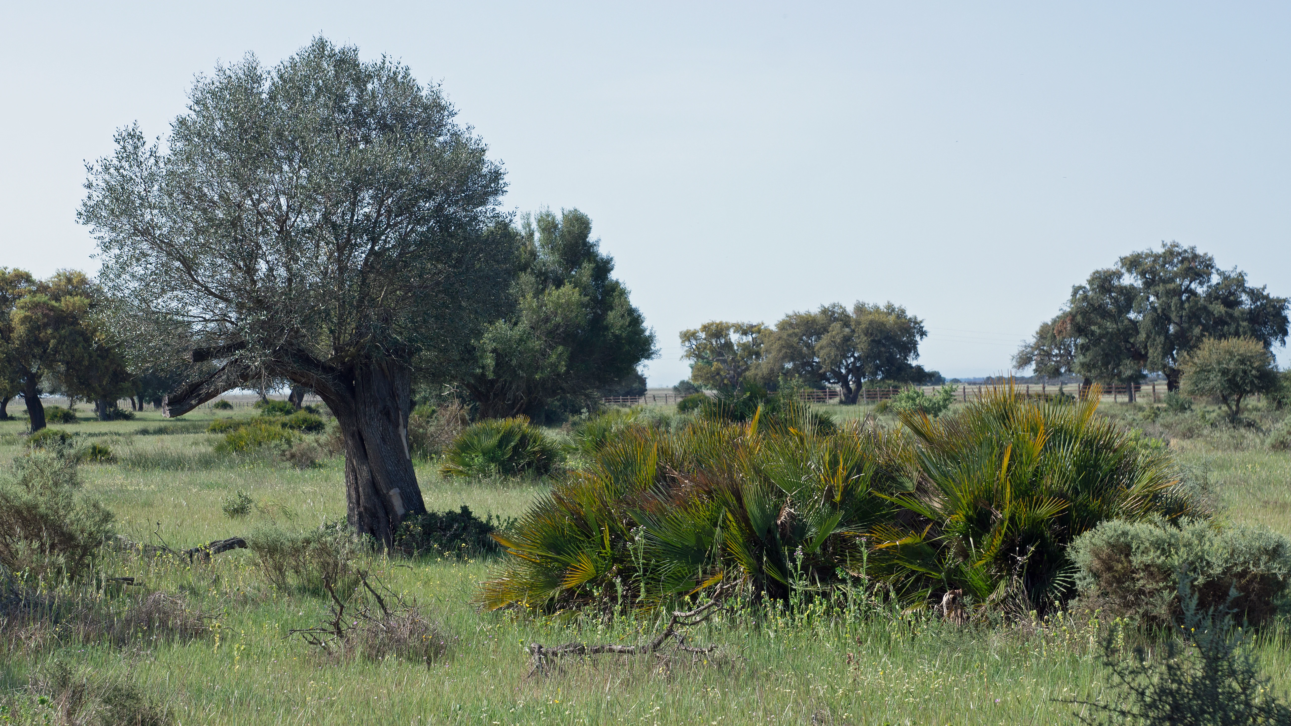 Wild Olive & Mediterranean Palm, Donana National Park, Andalucia, Spain — photo by Jim Bennett
