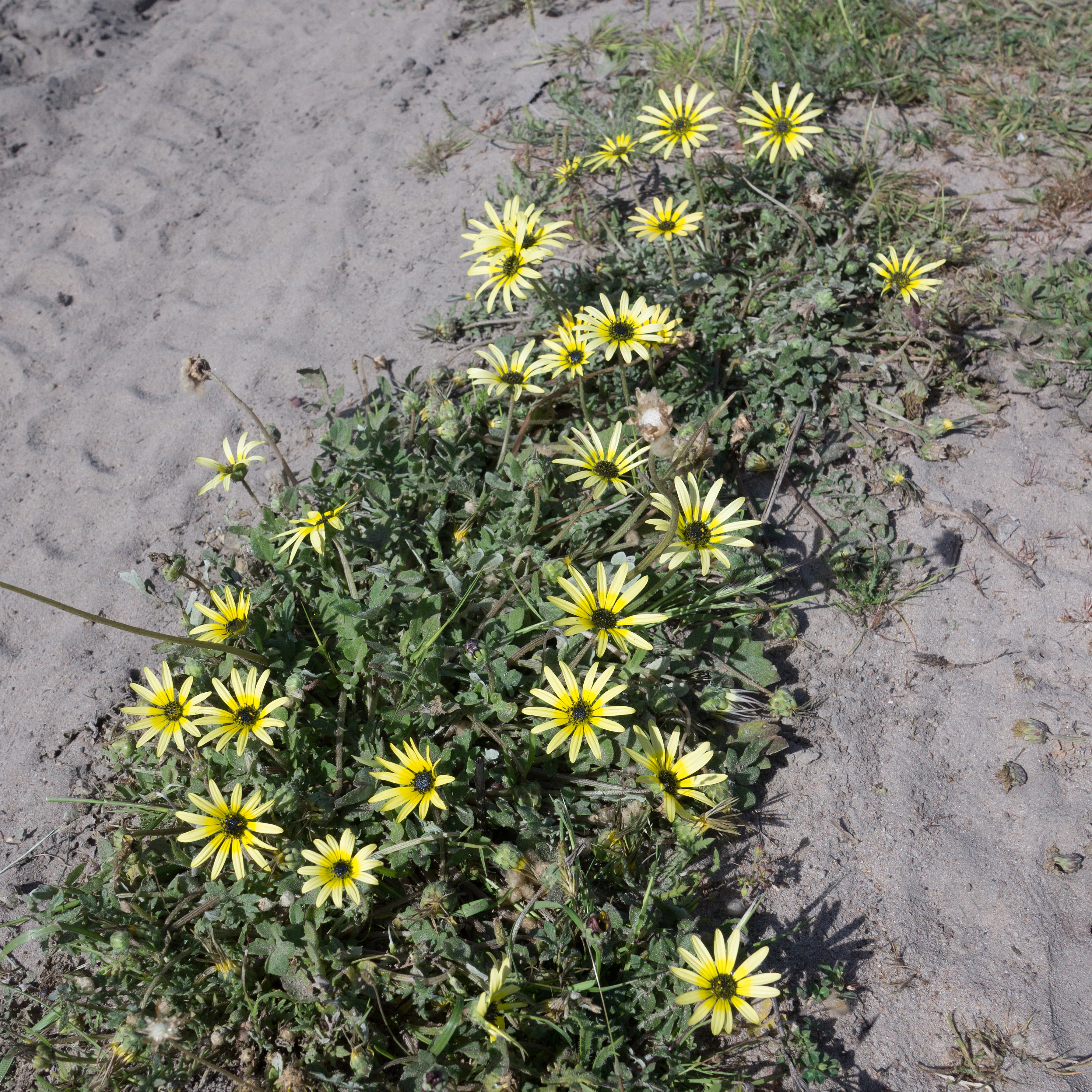 DSC00611 2, Donana National Park, Andalucia, Spain — photo by Jim Bennett