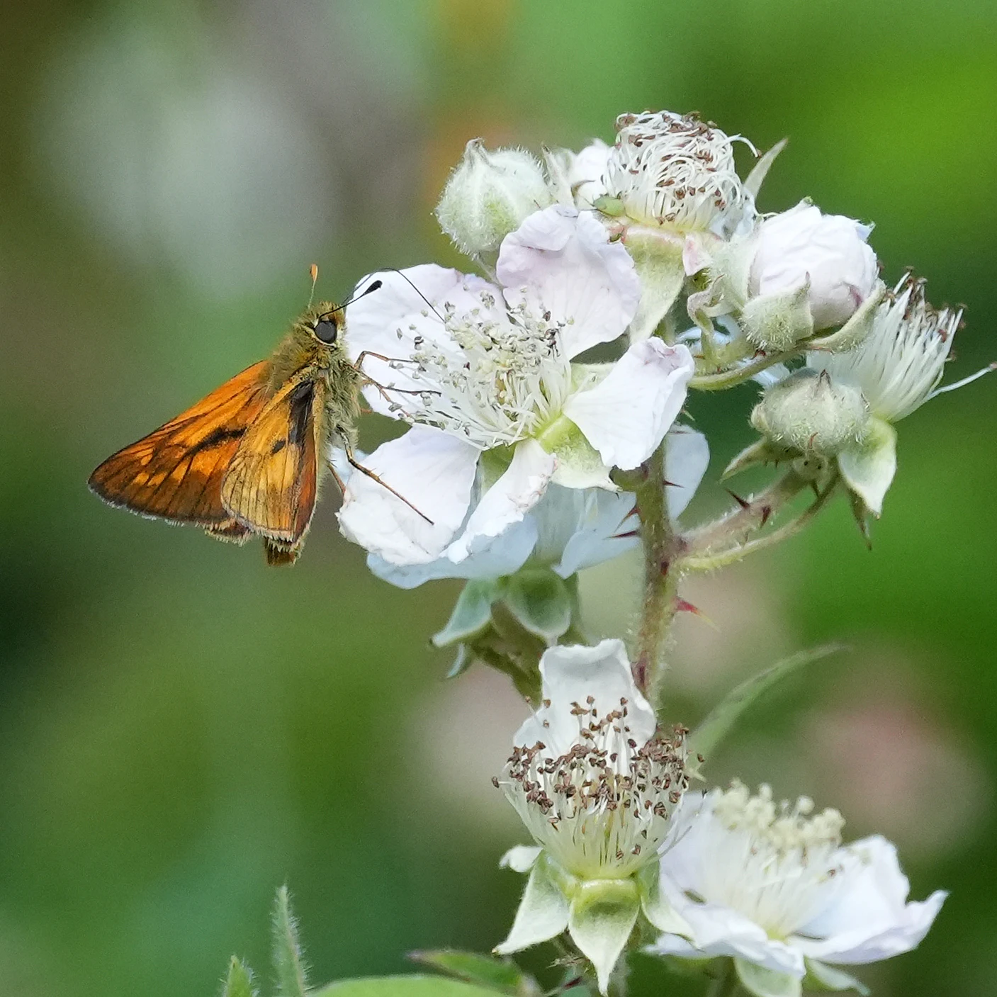 Large Skipper, Bentley Wood, Wiltshire, UK — photo by Jim Bennett