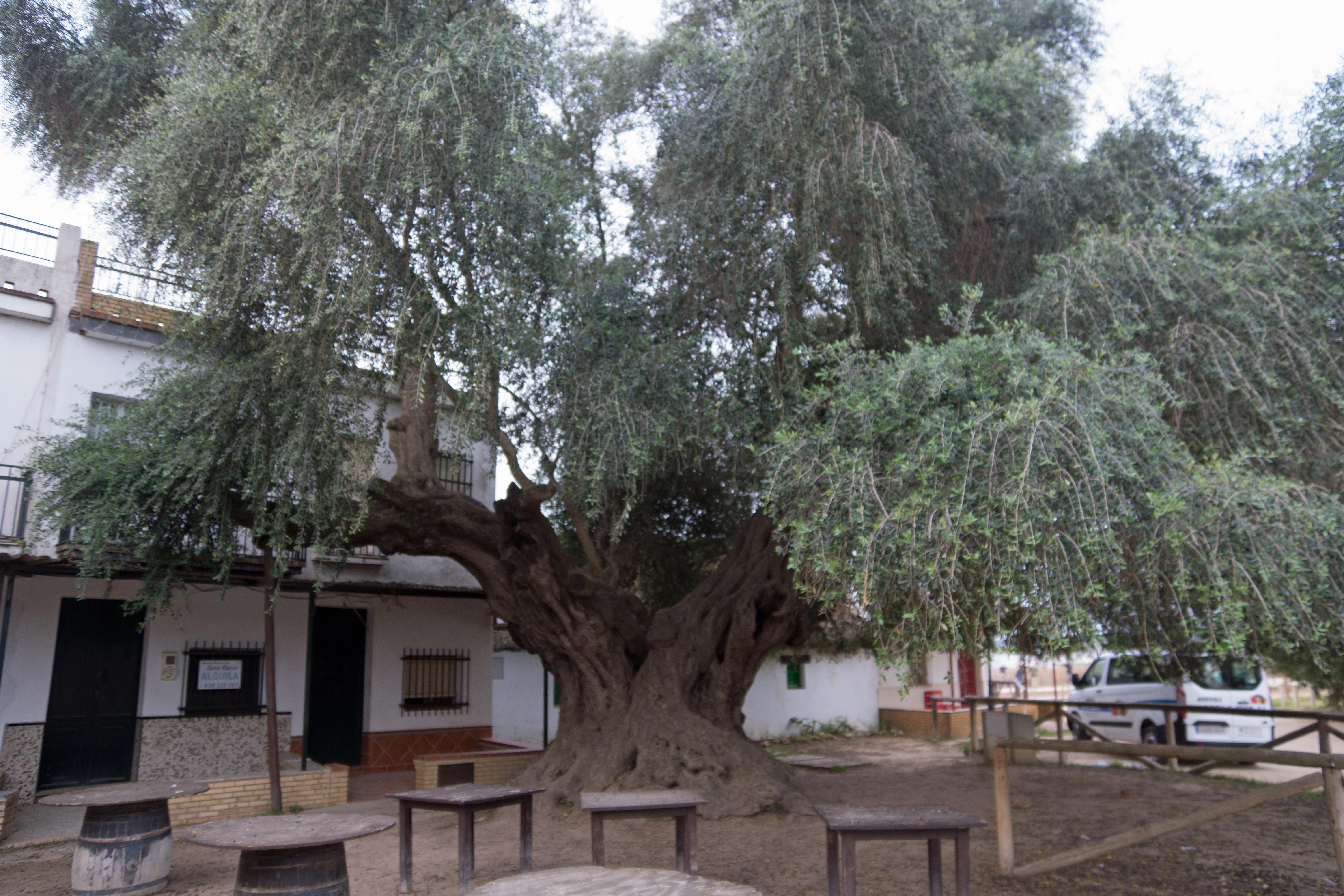 1000 year old olive tree, El Rocio, Coto Donana, Andalucia, Spain — photo by Jim Bennett