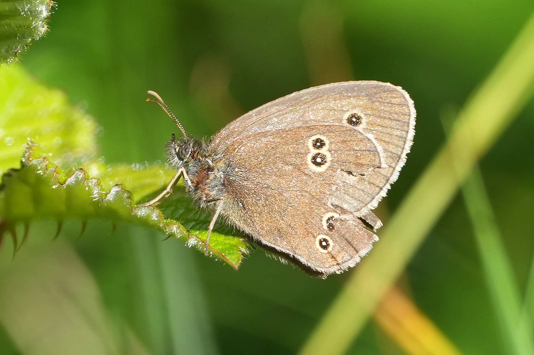 Ringlet, Bentley Wood, Wiltshire, UK — photo by Jim Bennett