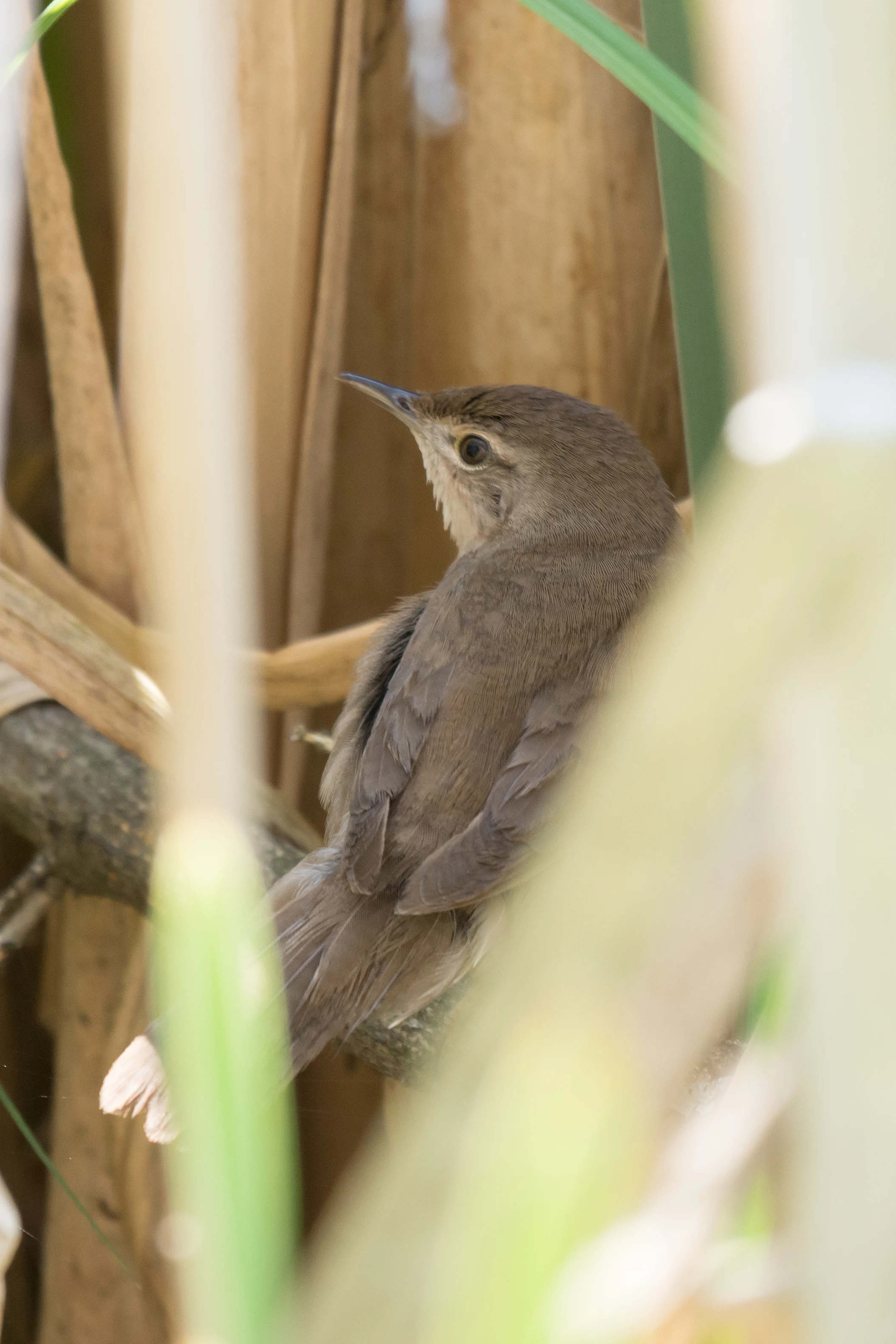 Savi's Warbler, Bialowieza, Poland — photo by Jim Bennett