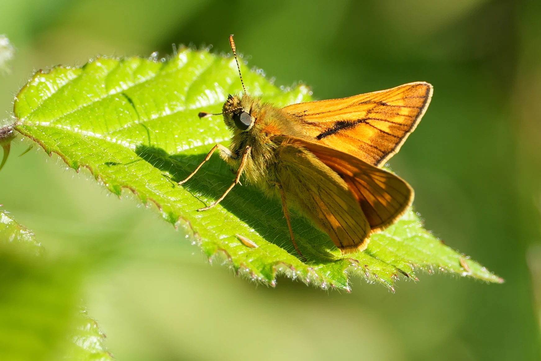 Large Skipper, Bentley Wood, Wiltshire, UK — photo by Jim Bennett