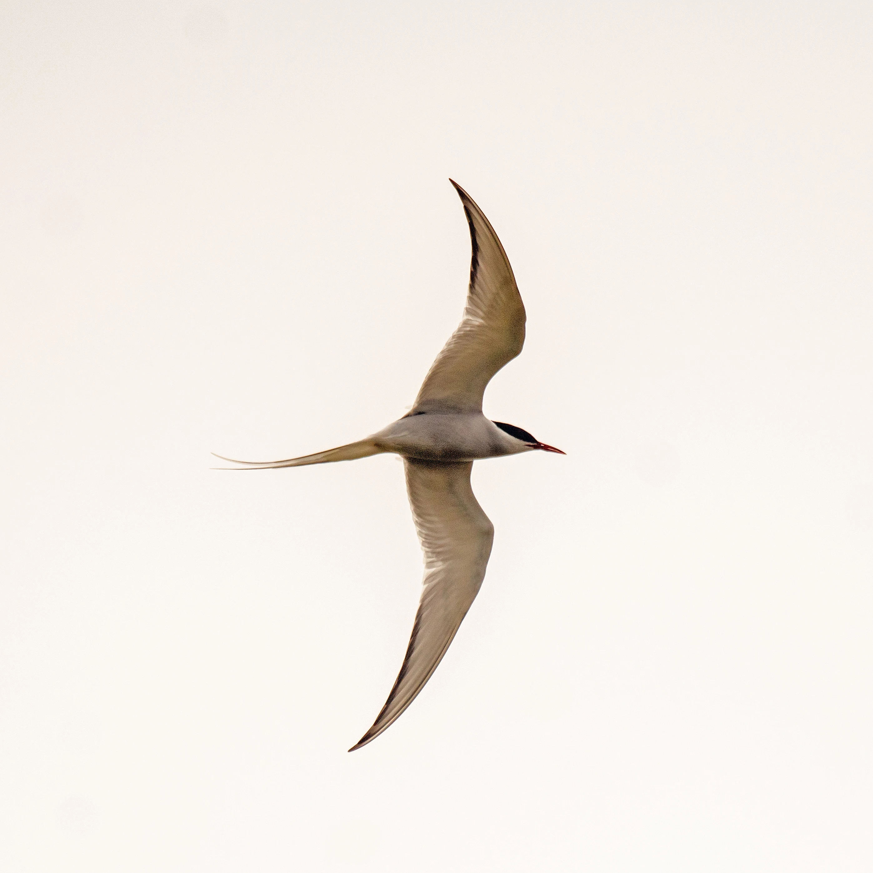Arctic Tern, Orkney, UK — photo by Jim Bennett
