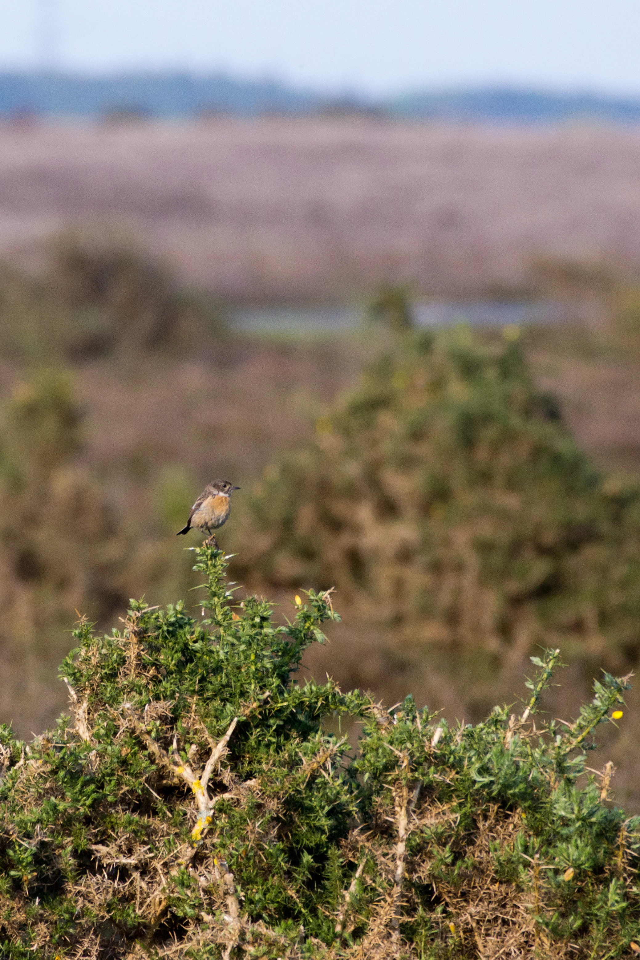 Stonechat, Beaulieu Road, New Forest, UK — photo by Jim Bennett