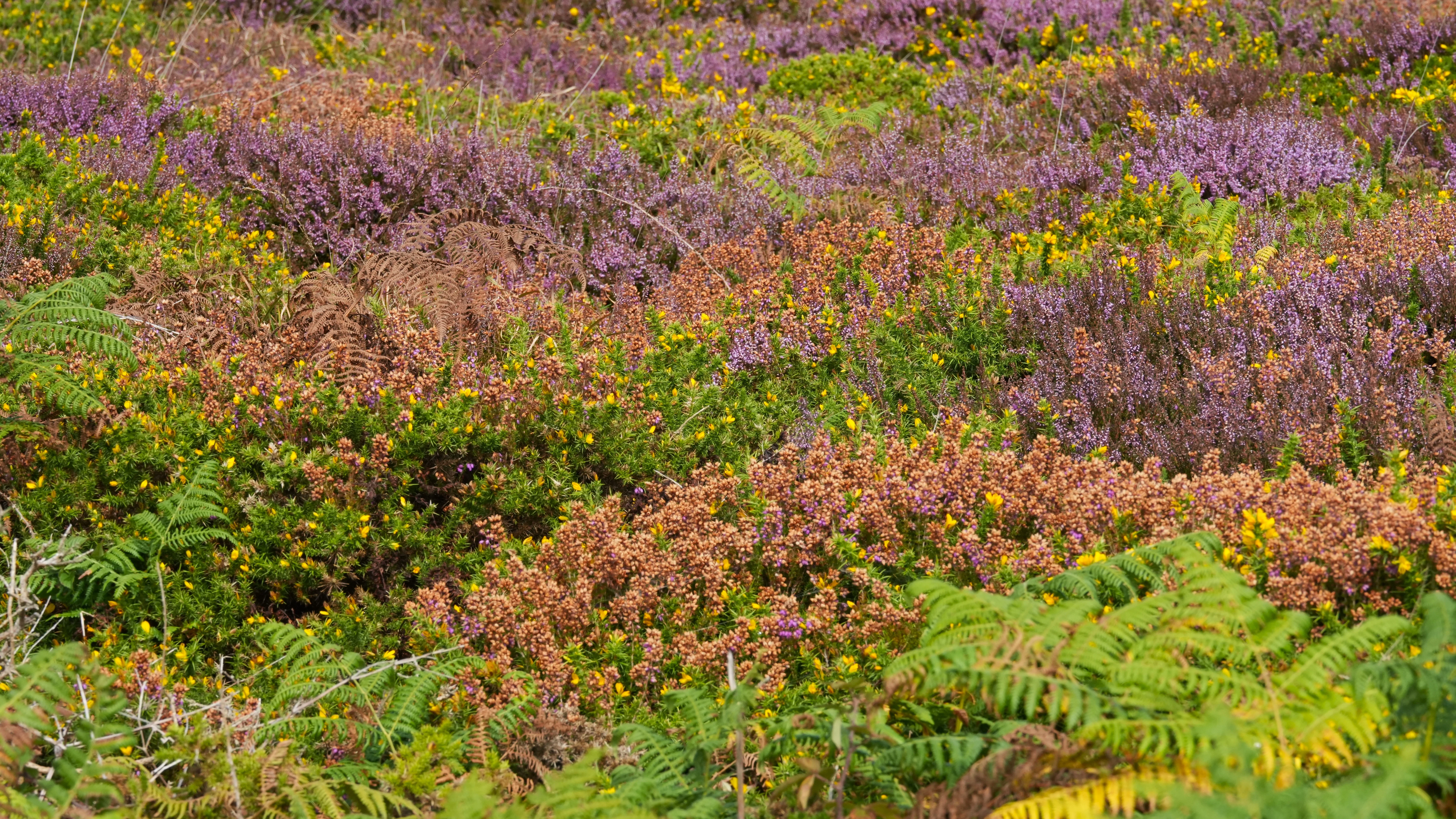 Rosewall Hill, St Ives, Cornwall, UK — photo by Jim Bennett