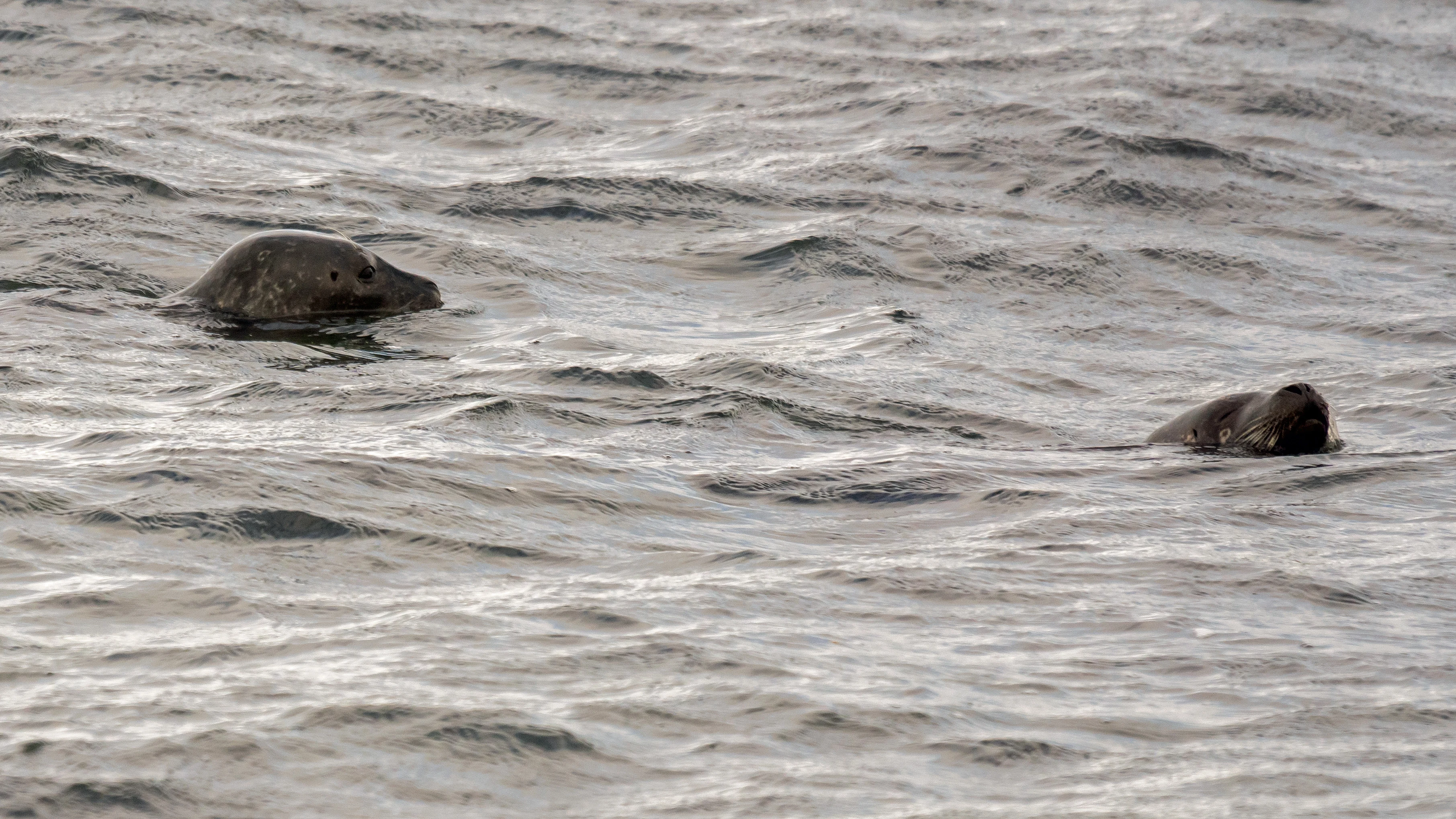 Common Seals, Orkney, UK — photo by Jim Bennett