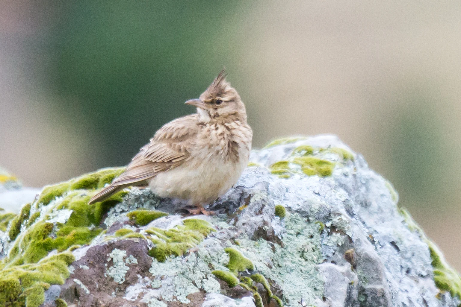 Crested Lark, Santa Marta de Magasca, Extremadura, Spain — photo by Jim Bennett