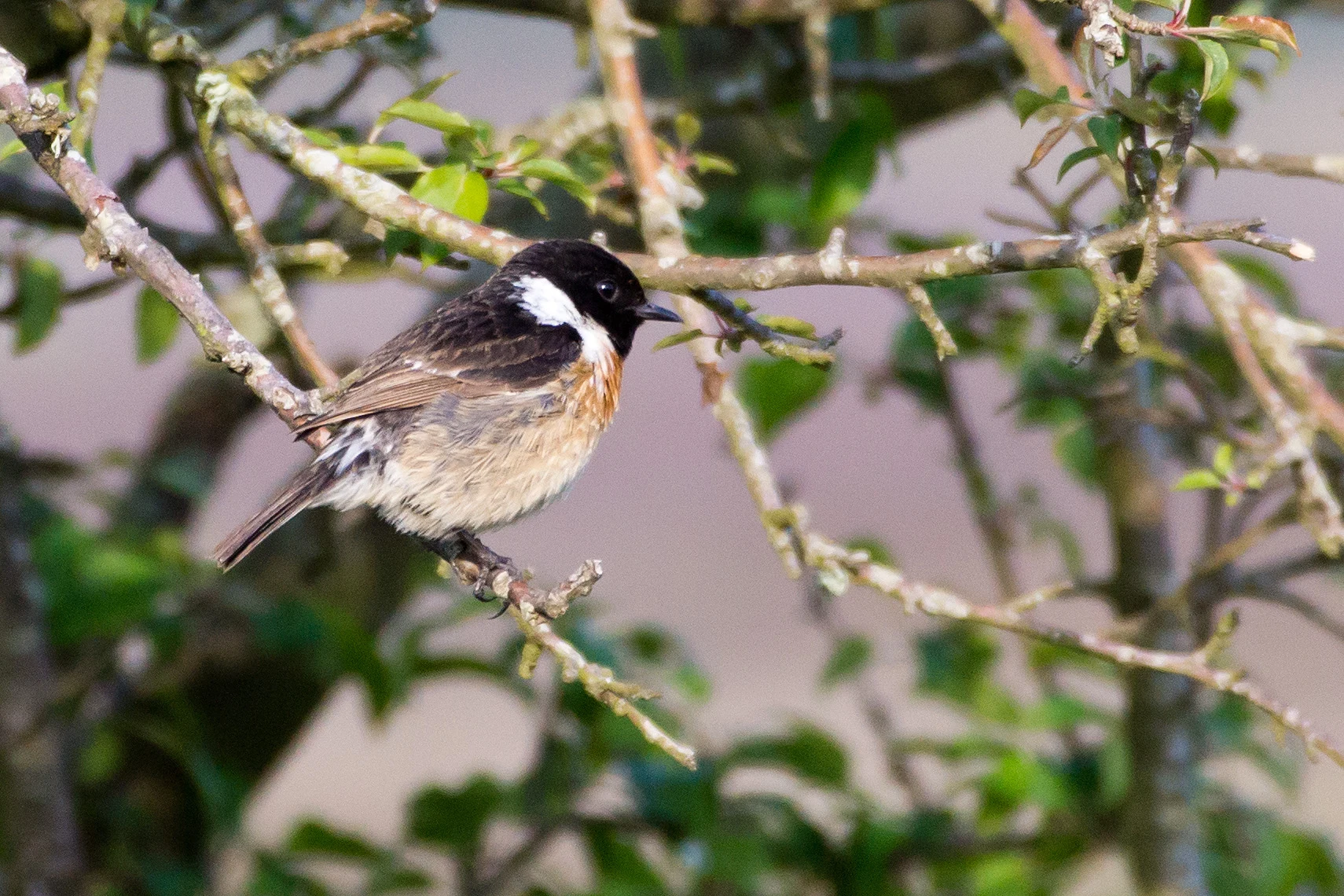 Stonechat, Beaulieu Road, New Forest, UK — photo by Jim Bennett