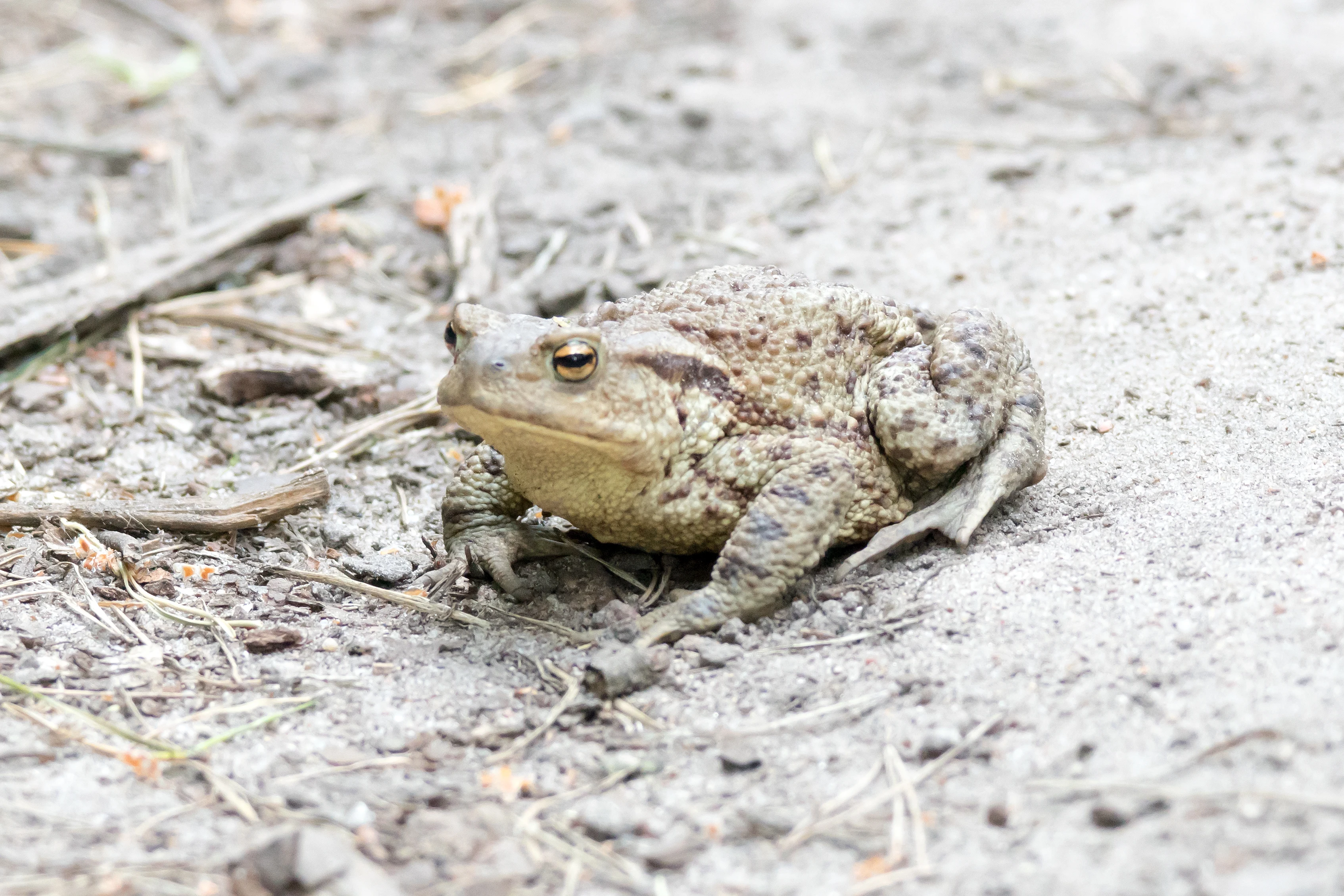 Common Toad, Bialowieza, Poland — photo by Jim Bennett