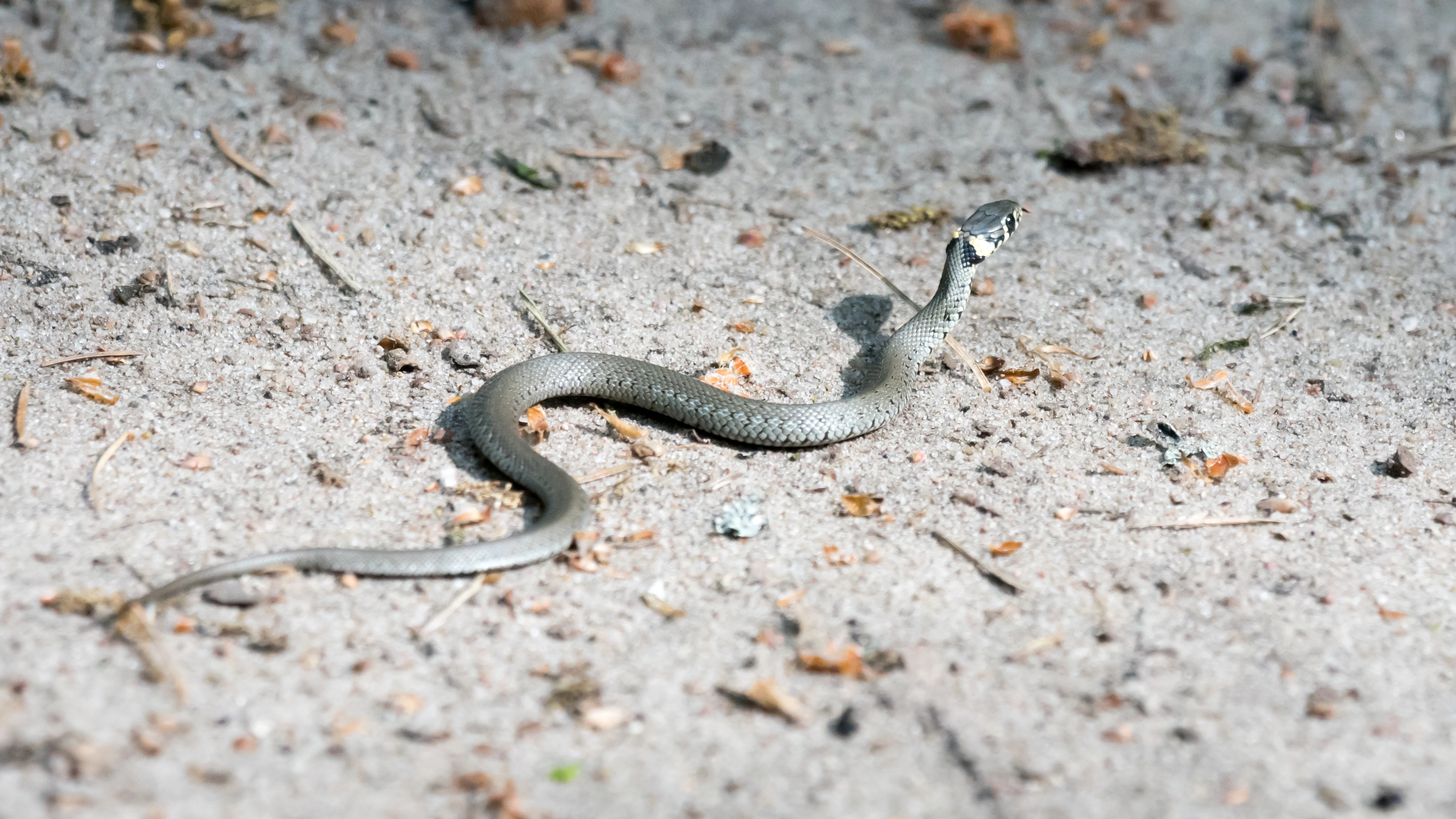 Grass Snake, Bialowieza, Poland — photo by Jim Bennett