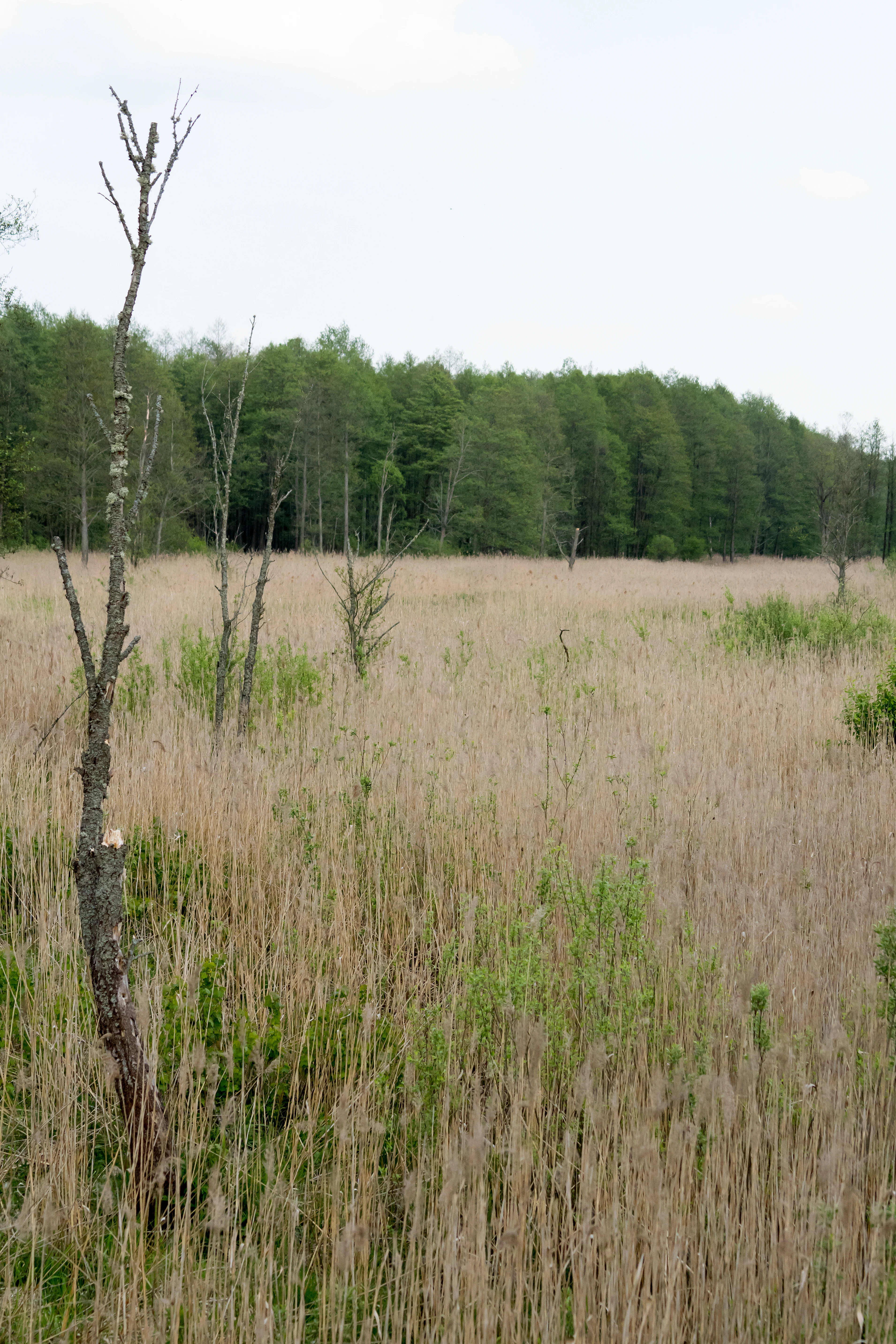 DSC00645, Bialowieza, Poland — photo by Jim Bennett