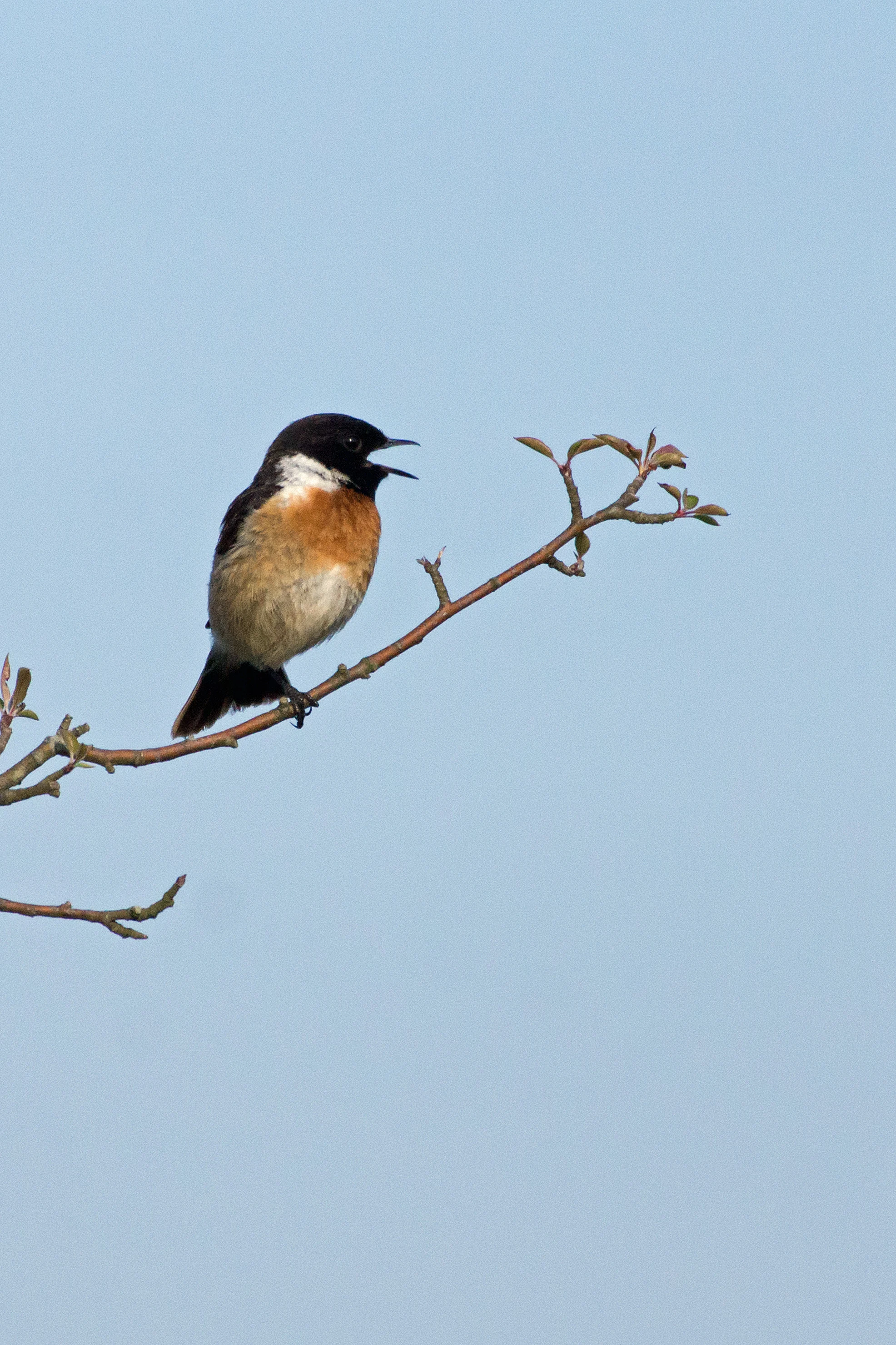 Stonechat, Beaulieu Road, New Forest, UK — photo by Jim Bennett