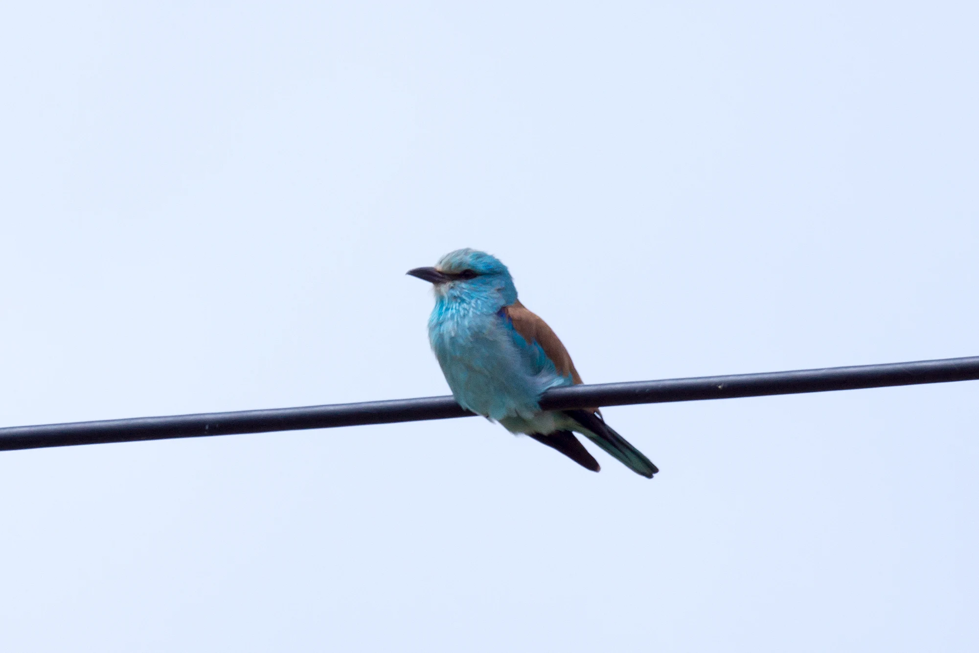 European Roller, Caceres Plain, Extremadura, Spain — photo by Jim Bennett