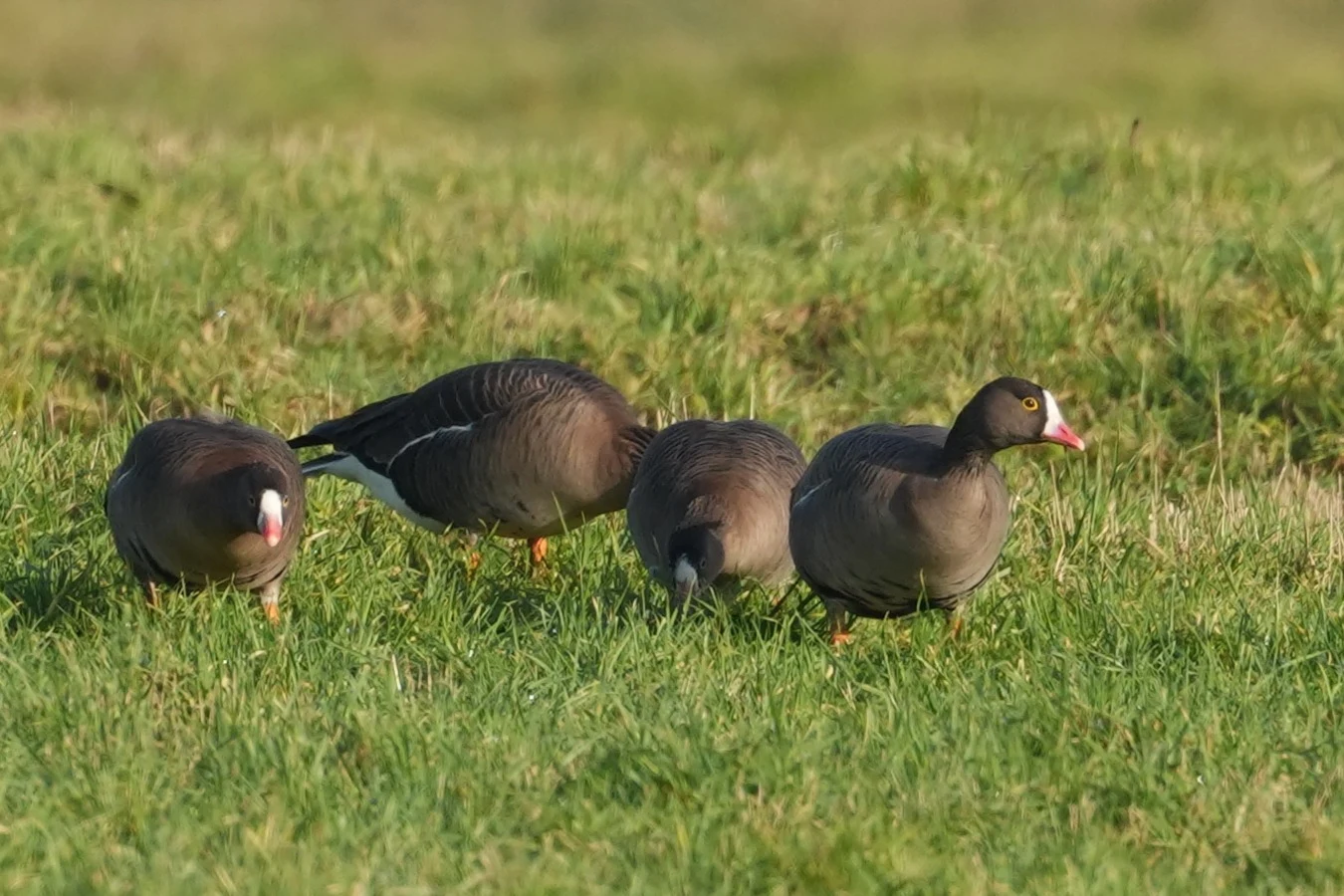 Lesser White-fronted Geese, Strijen, South Holland, Netherlands — photo by Jim Bennett