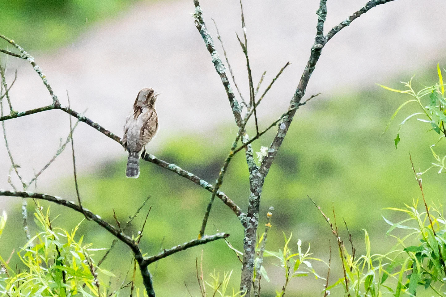 Wryneck, Bialowieza, Poland — photo by Jim Bennett