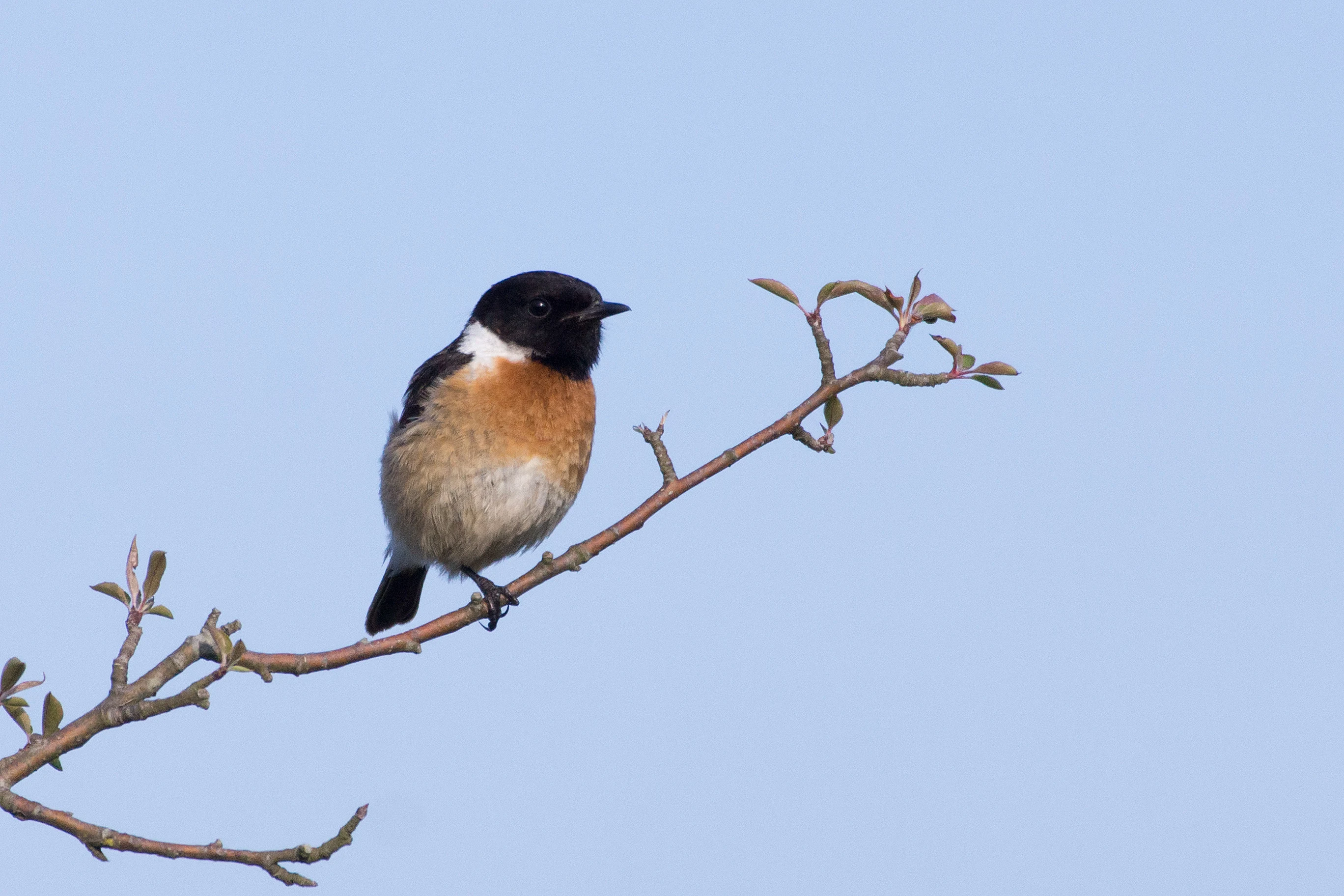 Stonechat, Beaulieu Road, New Forest, UK — photo by Jim Bennett