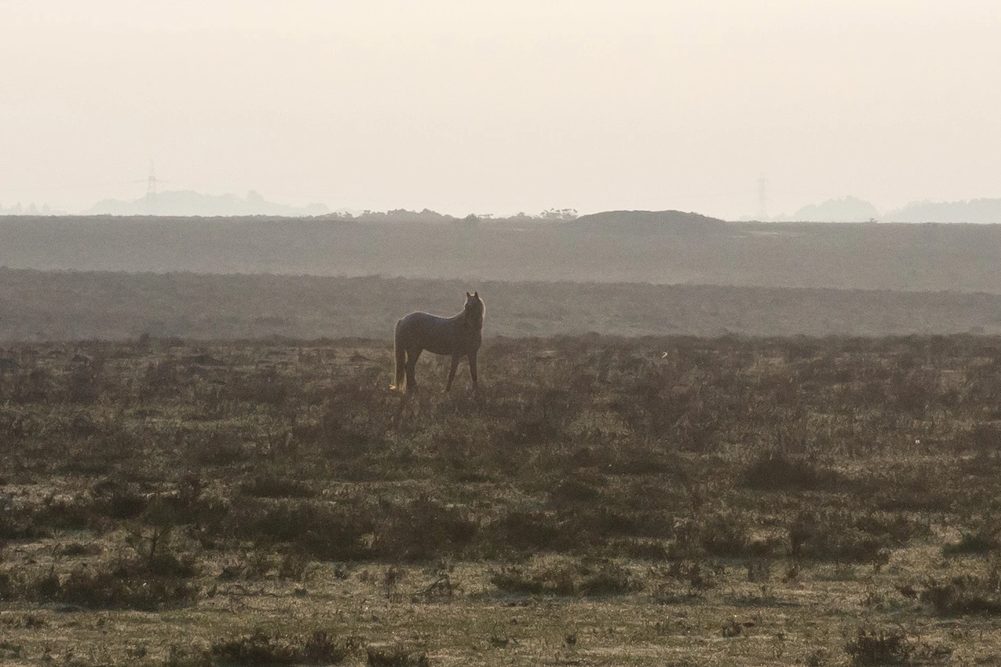 New Forest Ponies, Beaulieu Road, New Forest, UK — photo by Jim Bennett
