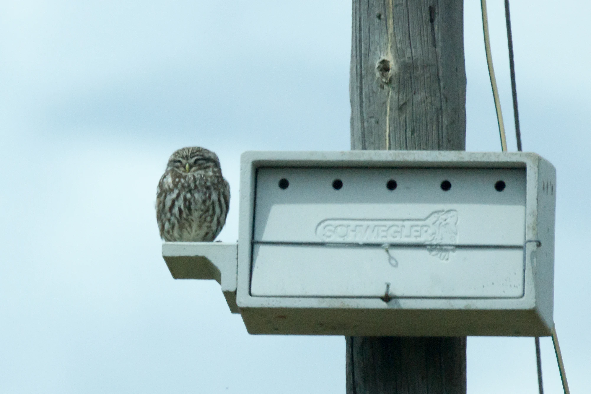 Little Owl, Caceres Plain, Extremadura, Spain — photo by Jim Bennett