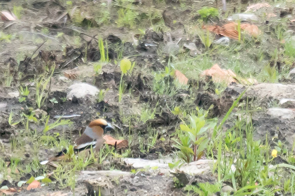 Hawfinch, Bialowieza, Poland — photo by Jim Bennett