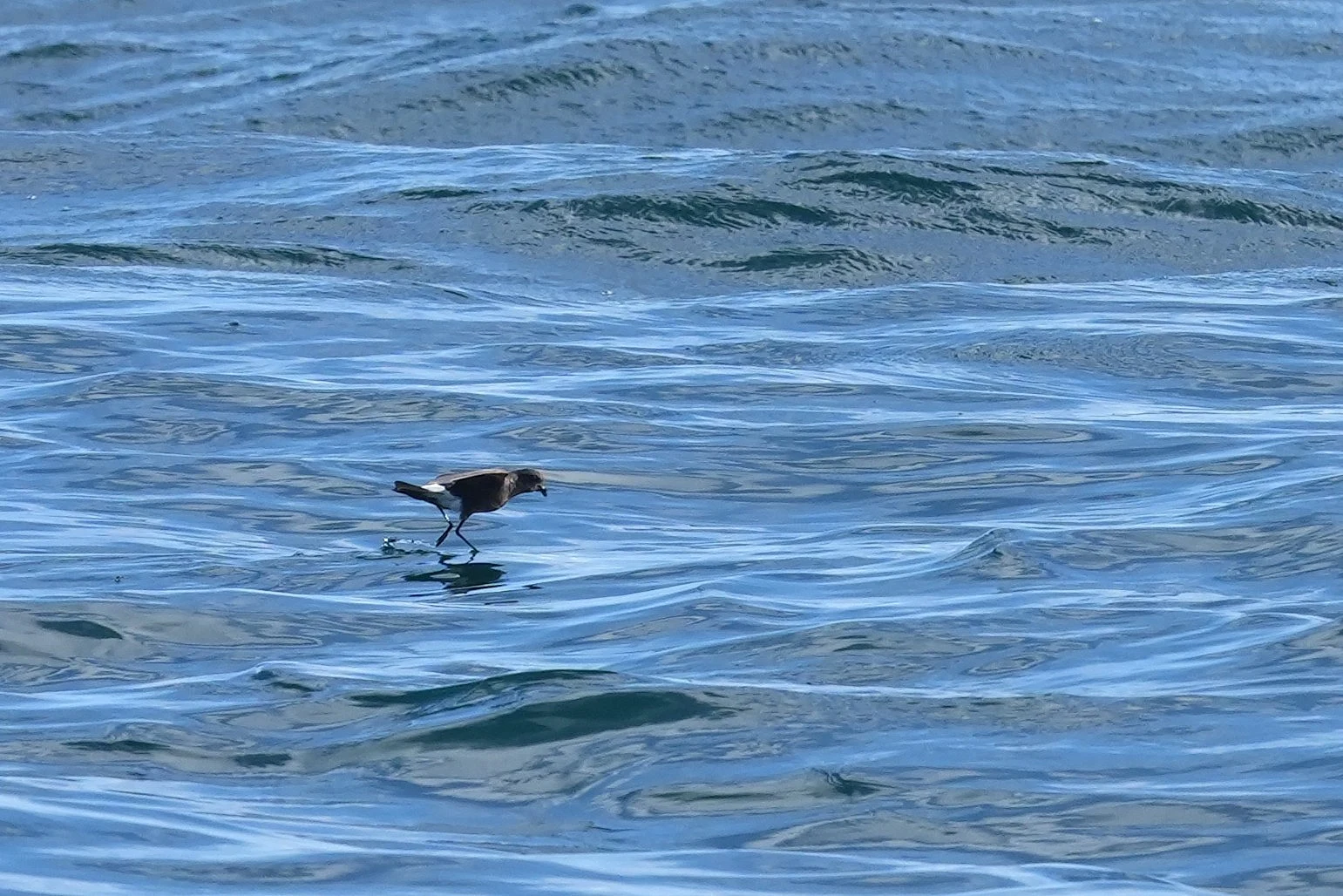 Wilson's Storm Petrel, Mounts Bay, Cornwall, UK — photo by Jim Bennett