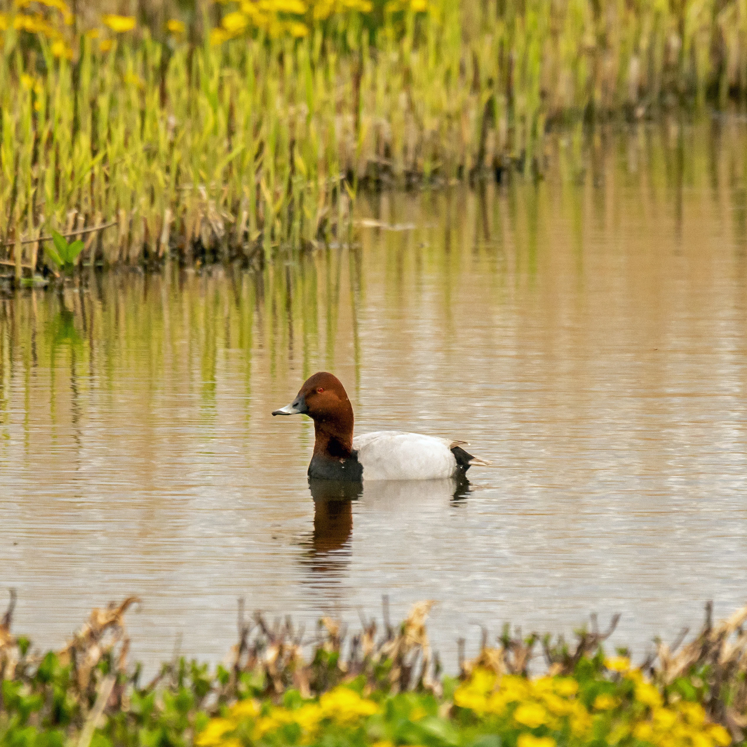Pochard, RSPB Loons reserve, Orkney, UK — photo by Jim Bennett