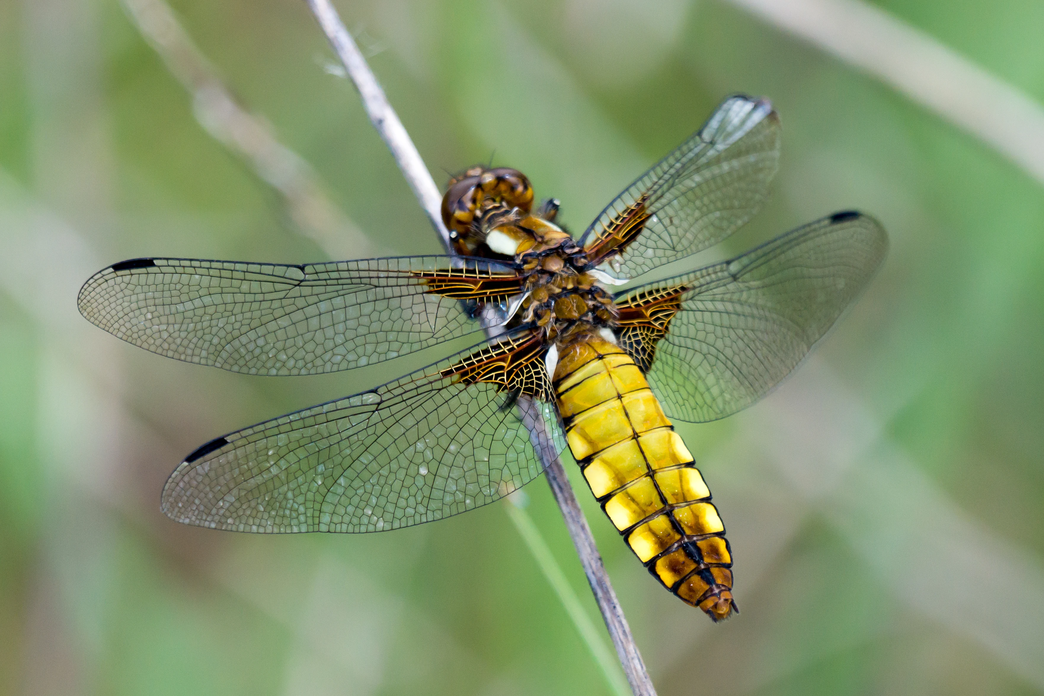 Dragonfly, Caceres Plain, Extremadura, Spain — photo by Jim Bennett