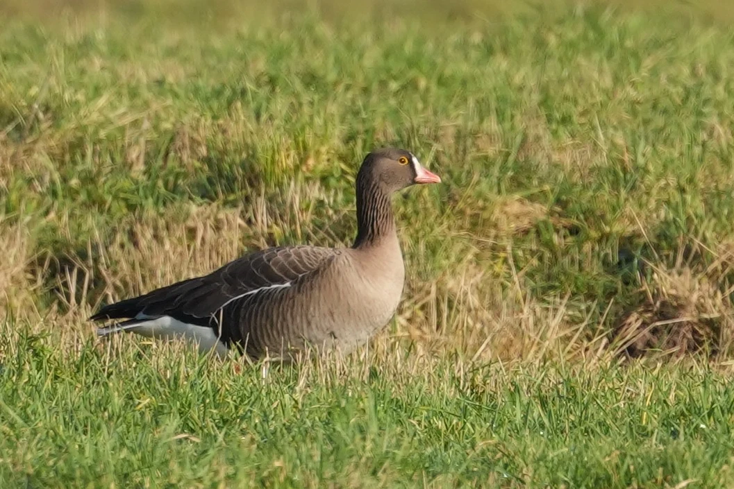 Lesser White-fronted Goose, Strijen, South Holland, Netherlands — photo by Jim Bennett