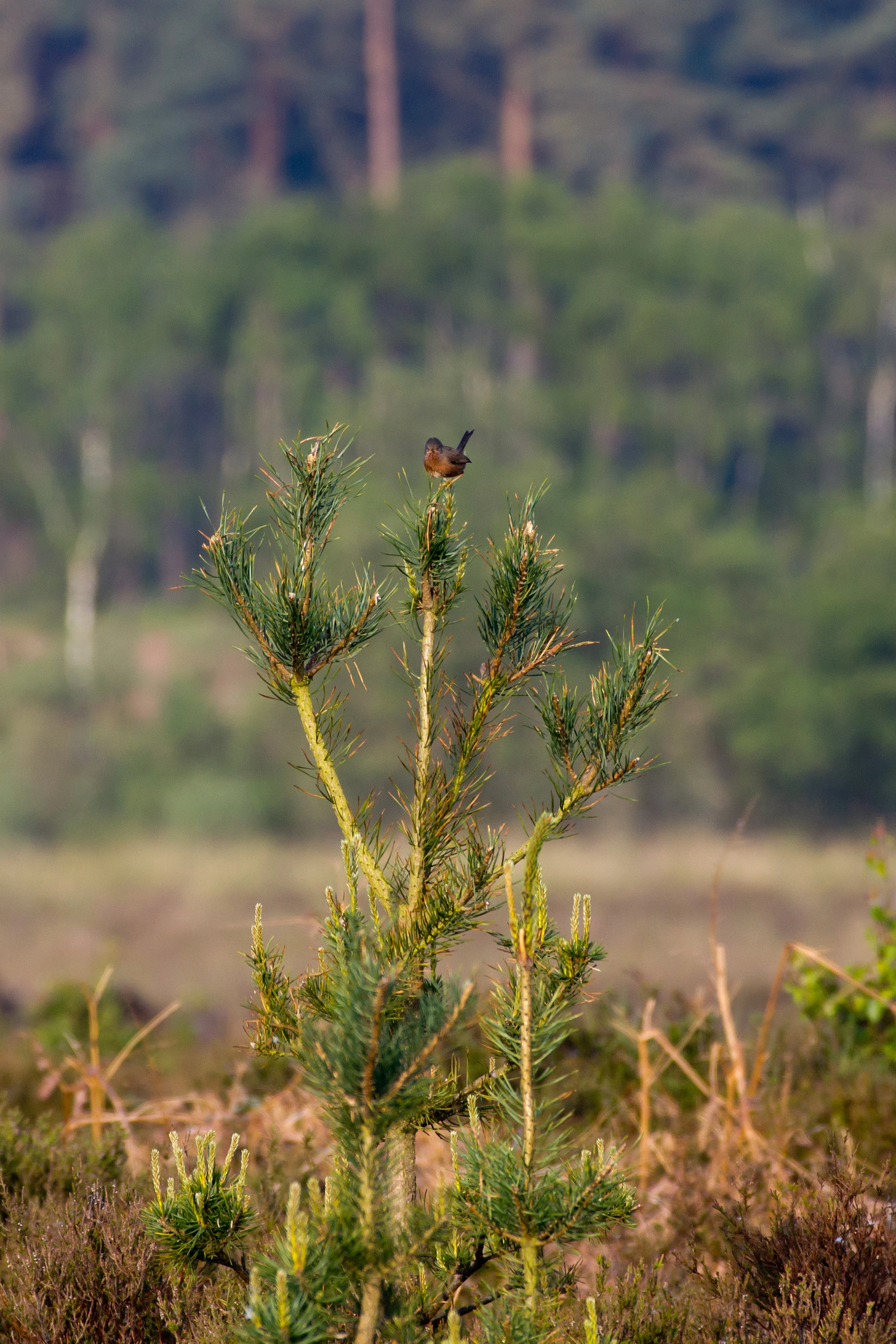 Dartford Warbler, Beaulieu Road, New Forest, UK — photo by Jim Bennett