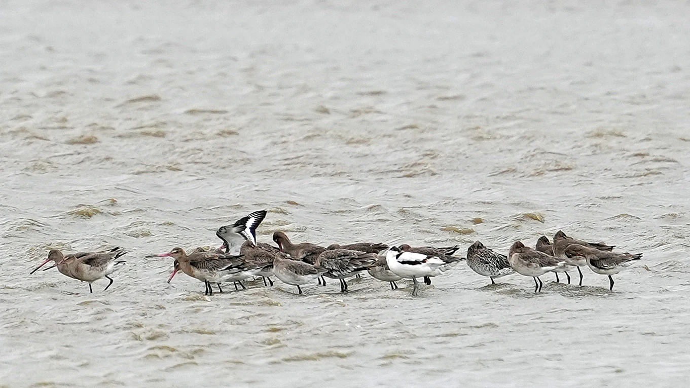 Black-tailed Godwits, Avocet, Bar-tailed Godwit, RSPB Titchwell, Norfolk, UK — photo by Jim Bennett