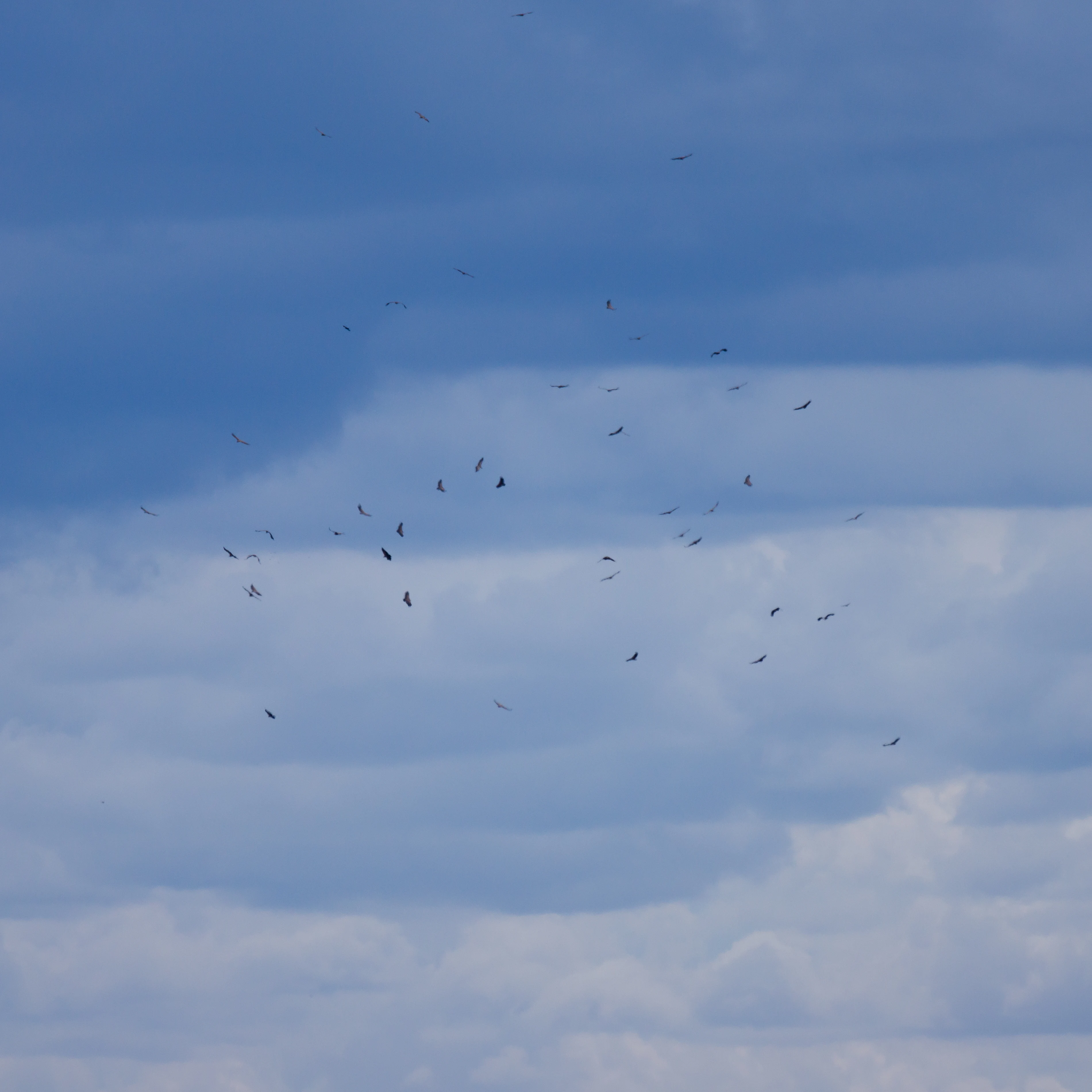 A kettle of Vultures, Caceres Plain, Extremadura, Spain — photo by Jim Bennett