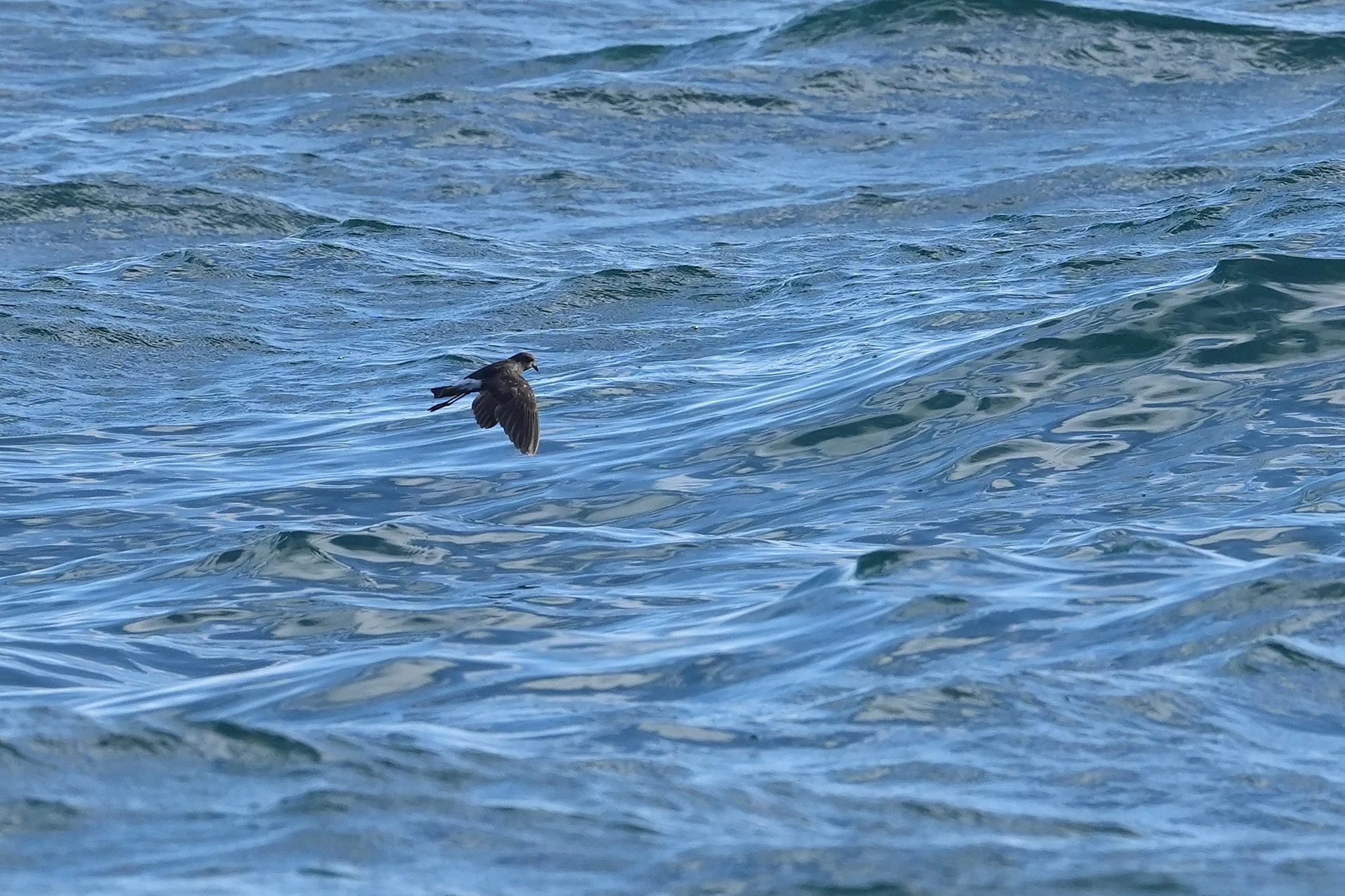 Wilson's Storm Petrel, Mounts Bay, Cornwall, UK — photo by Jim Bennett