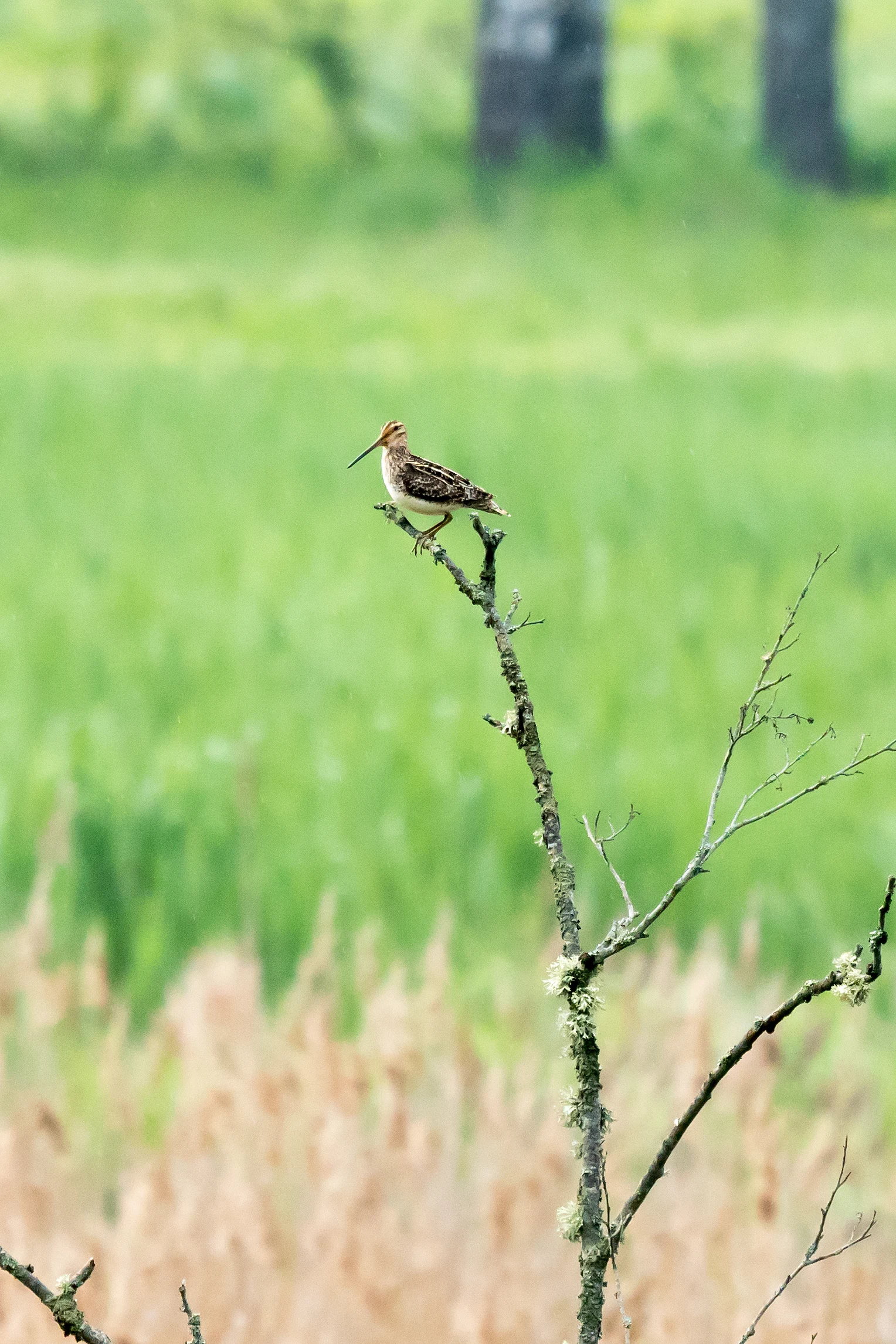 Snipe, Bialowieza, Poland — photo by Jim Bennett
