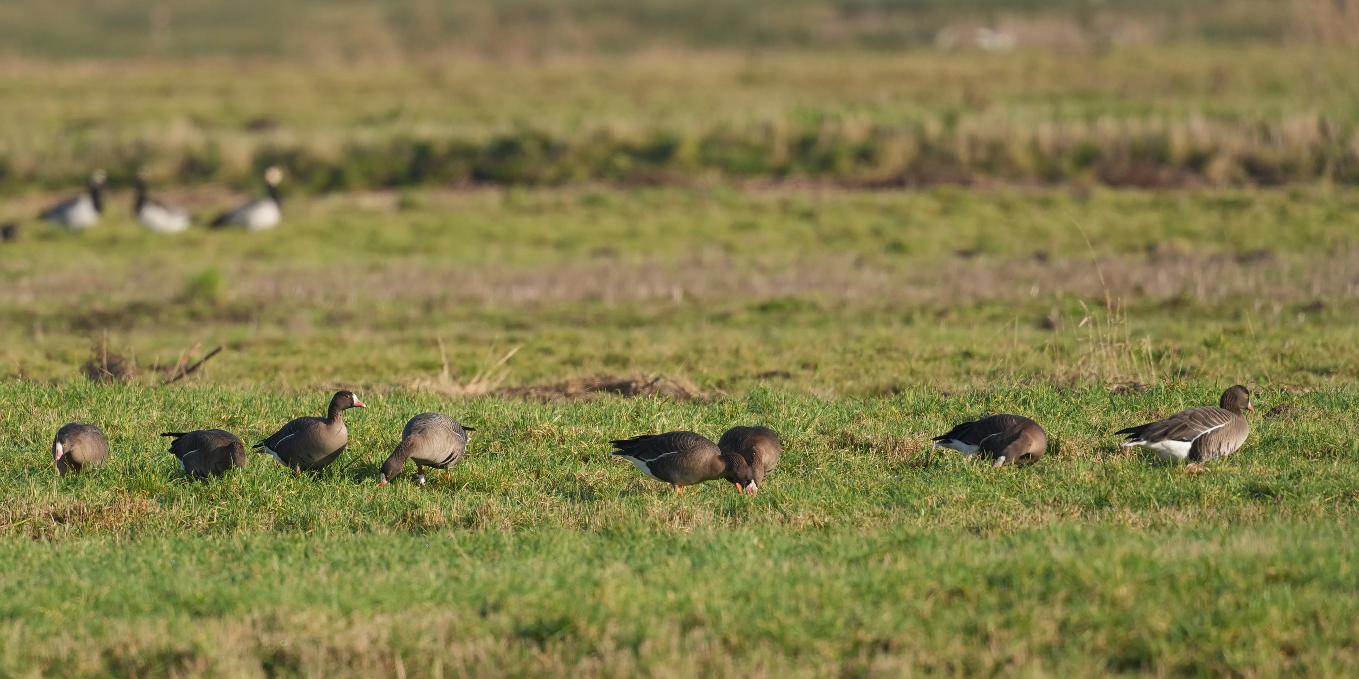 Lesser White-fronted Geese, Strijen, South Holland, Netherlands — photo by Jim Bennett