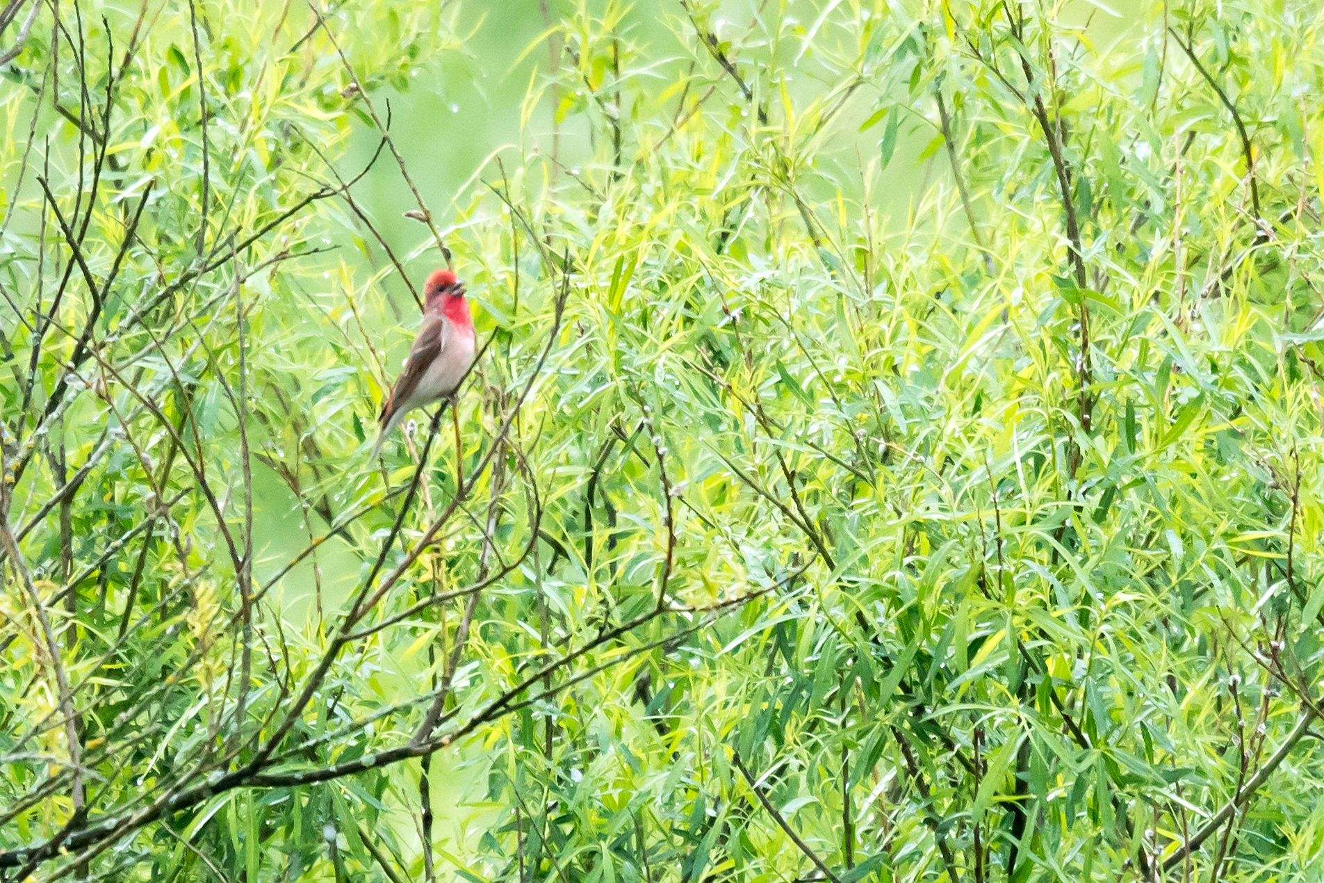 Common Rosefinch, Bialowieza, Poland — photo by Jim Bennett