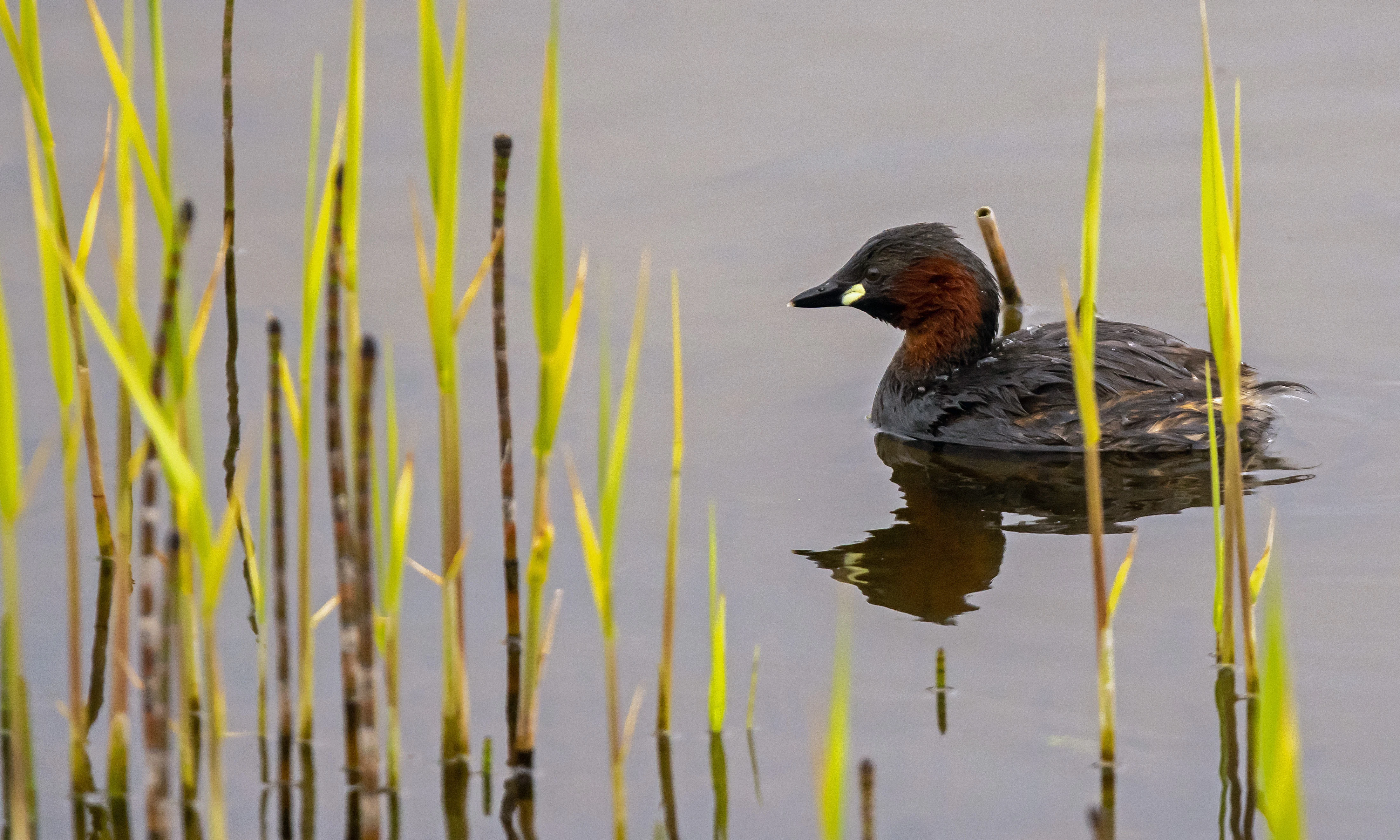 Little Grebe, RSPB Loons reserve, Orkney, UK — photo by Jim Bennett